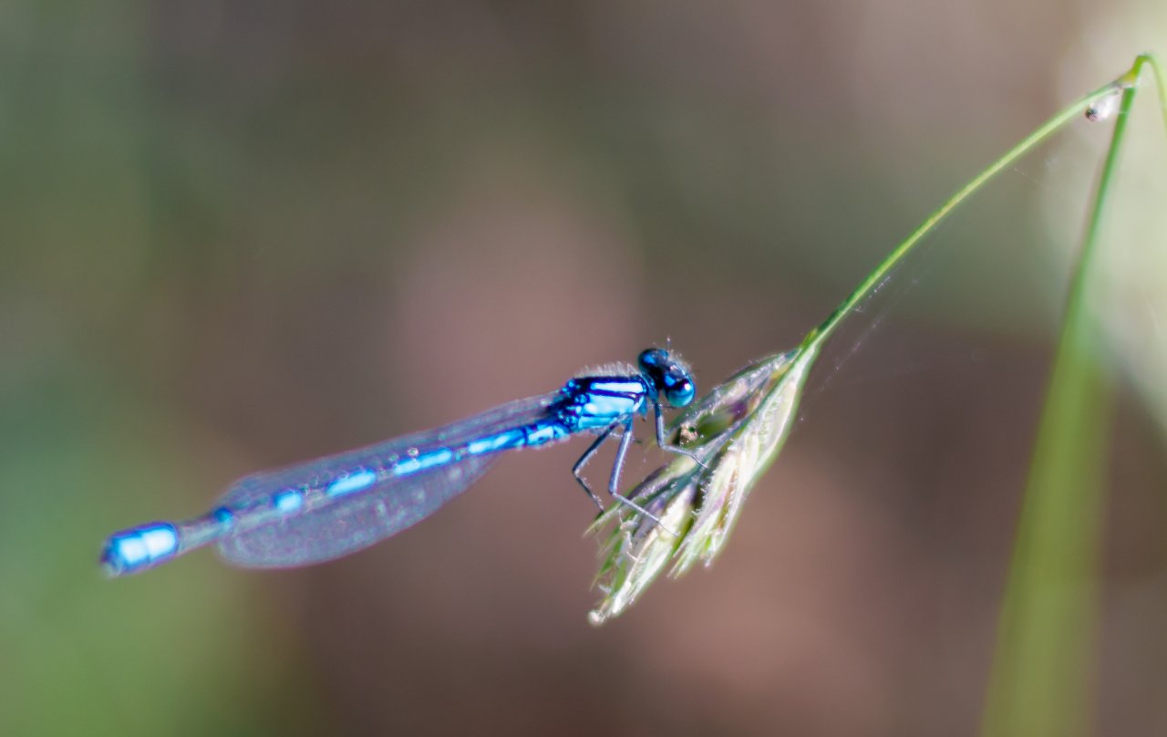 Wallpapers Animals Insects - Dragonflies 