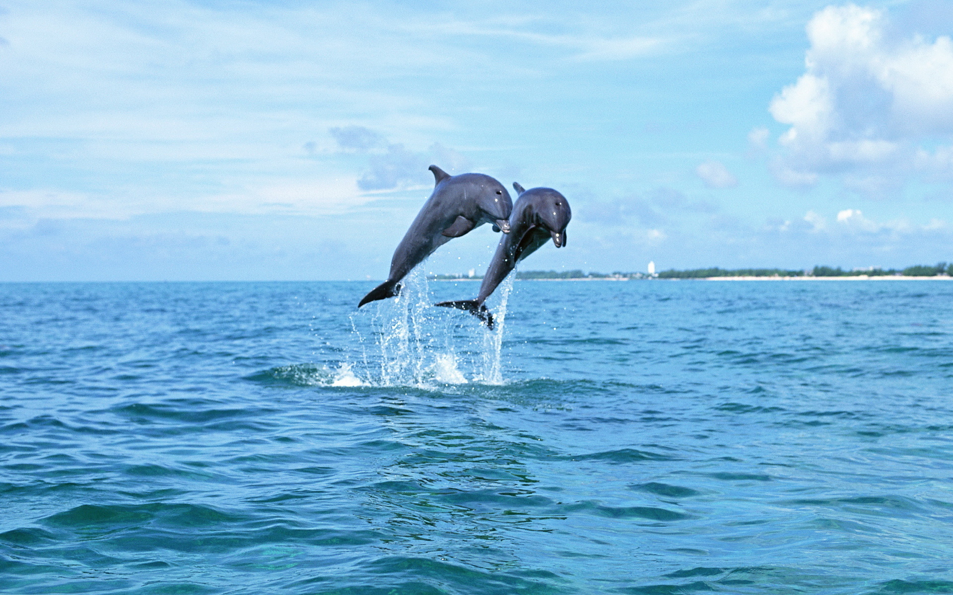 Fonds d'cran Animaux Vie marine - Dauphins 