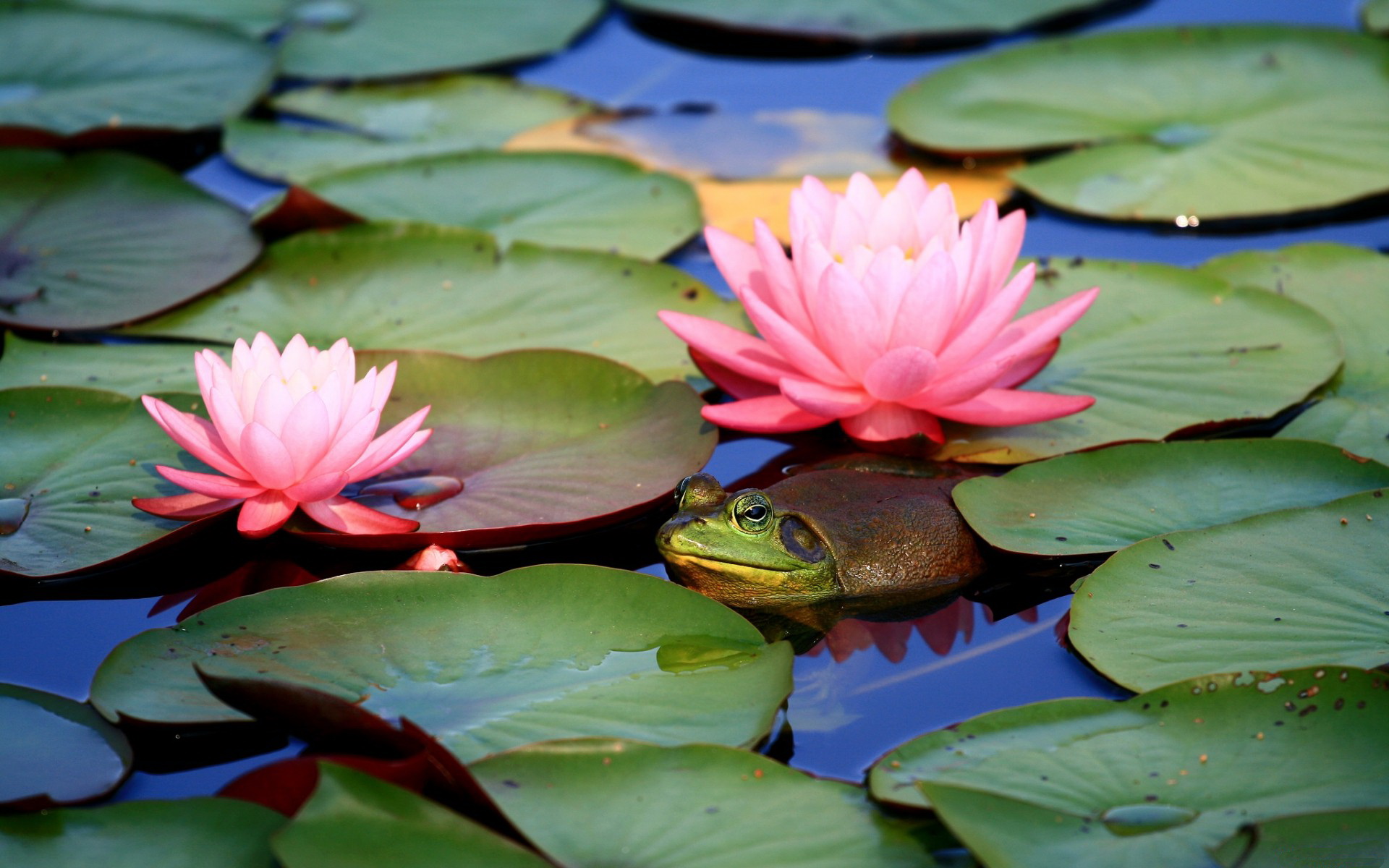 Wallpapers Animals Frogs - Toads 