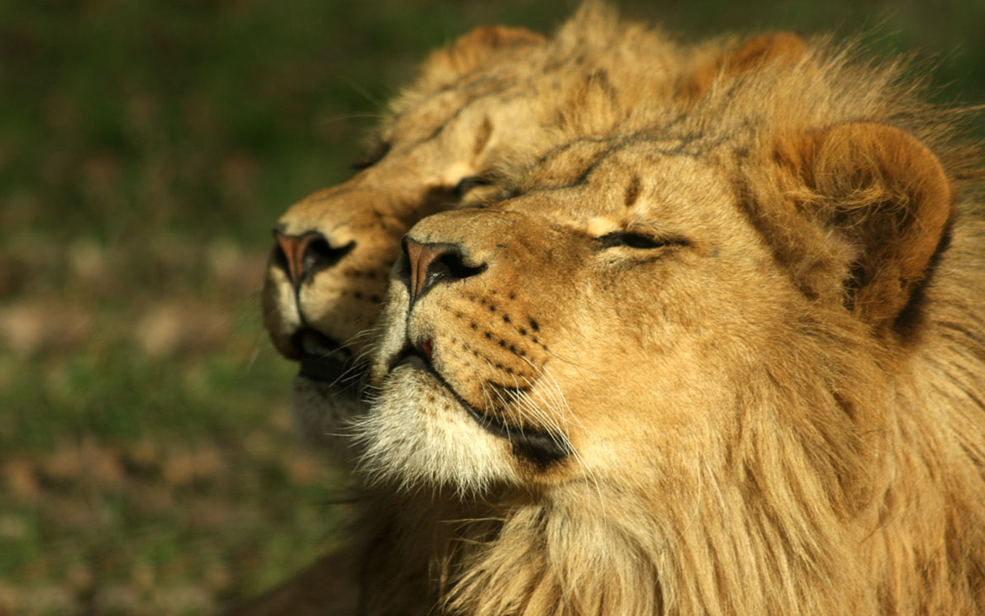 Wallpapers Animals Felines - Lions 