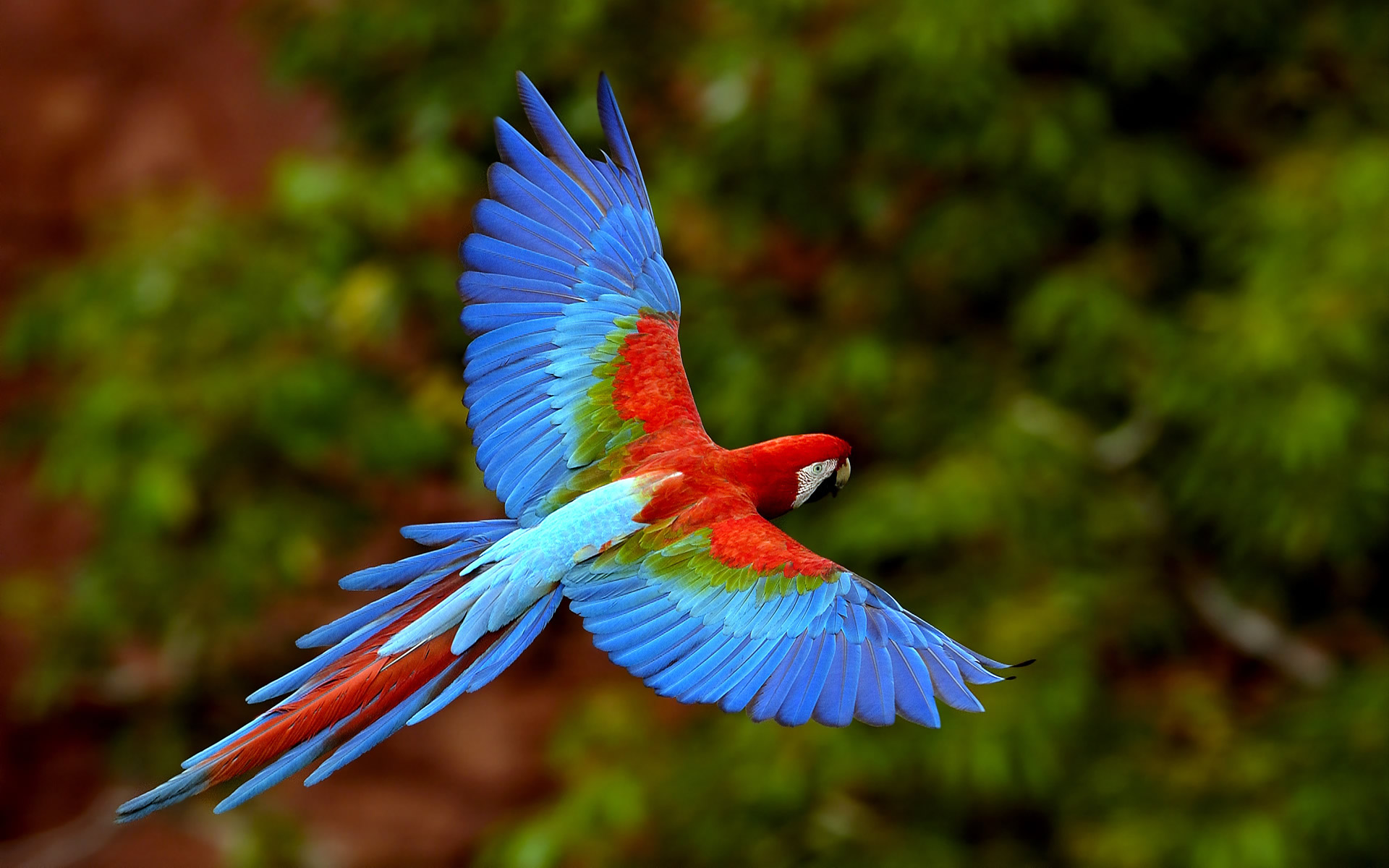 Wallpapers Animals Birds - Parrots 