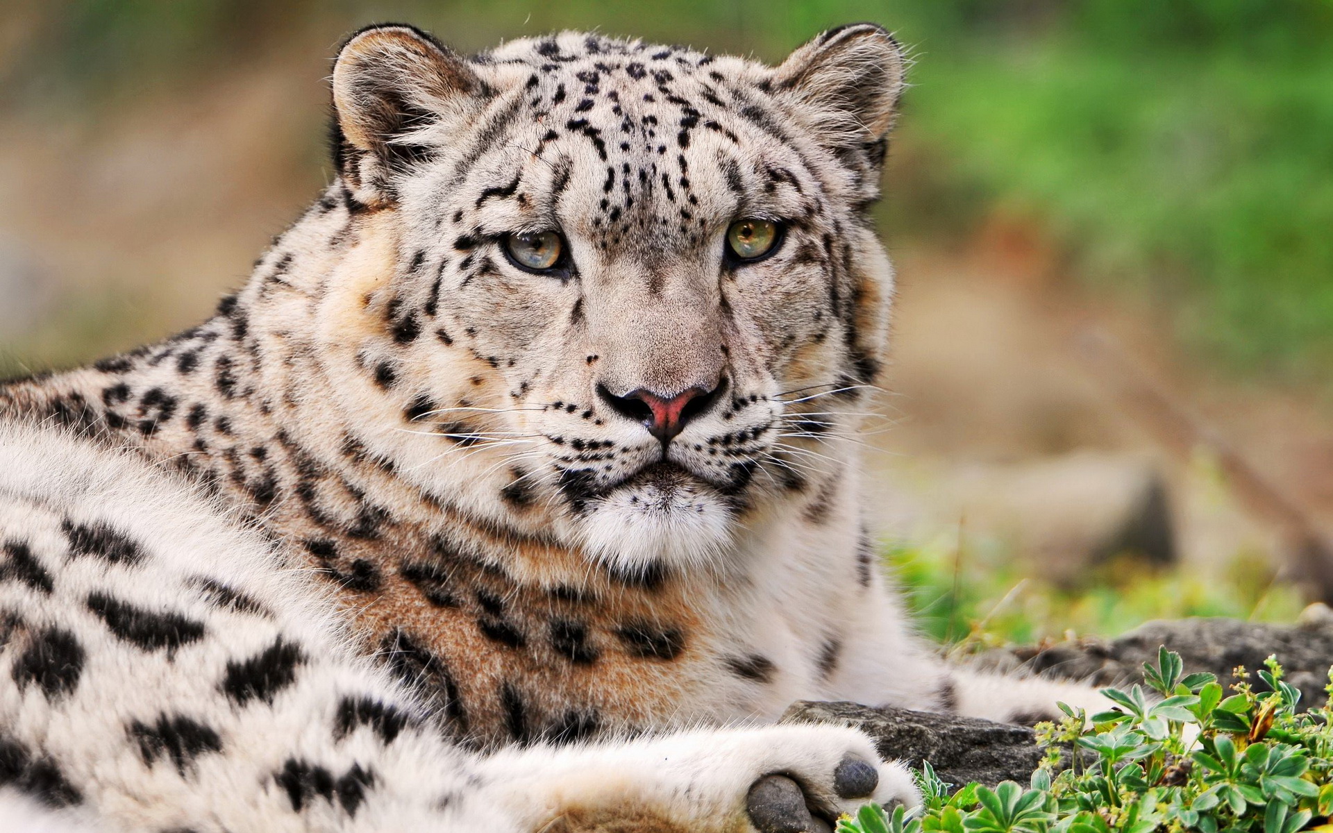 Wallpapers Animals Felines - Leopards 