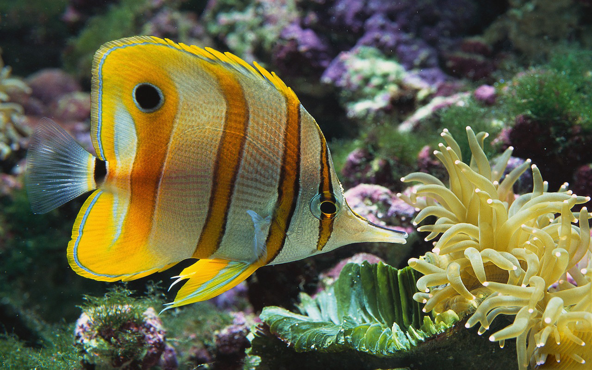 Fonds d'cran Animaux Vie marine - Poissons 