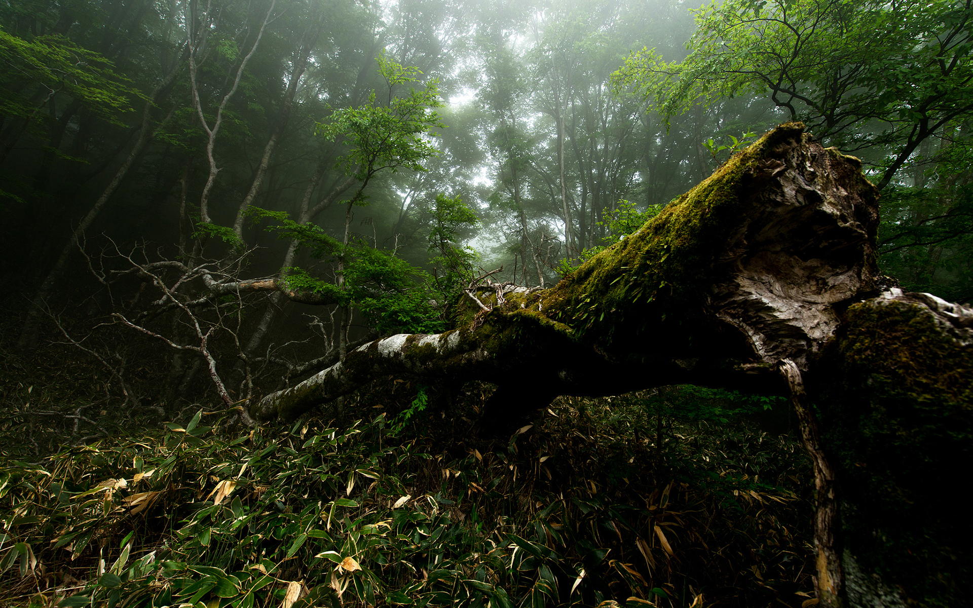 Fonds d'cran Nature Arbres - Forts 