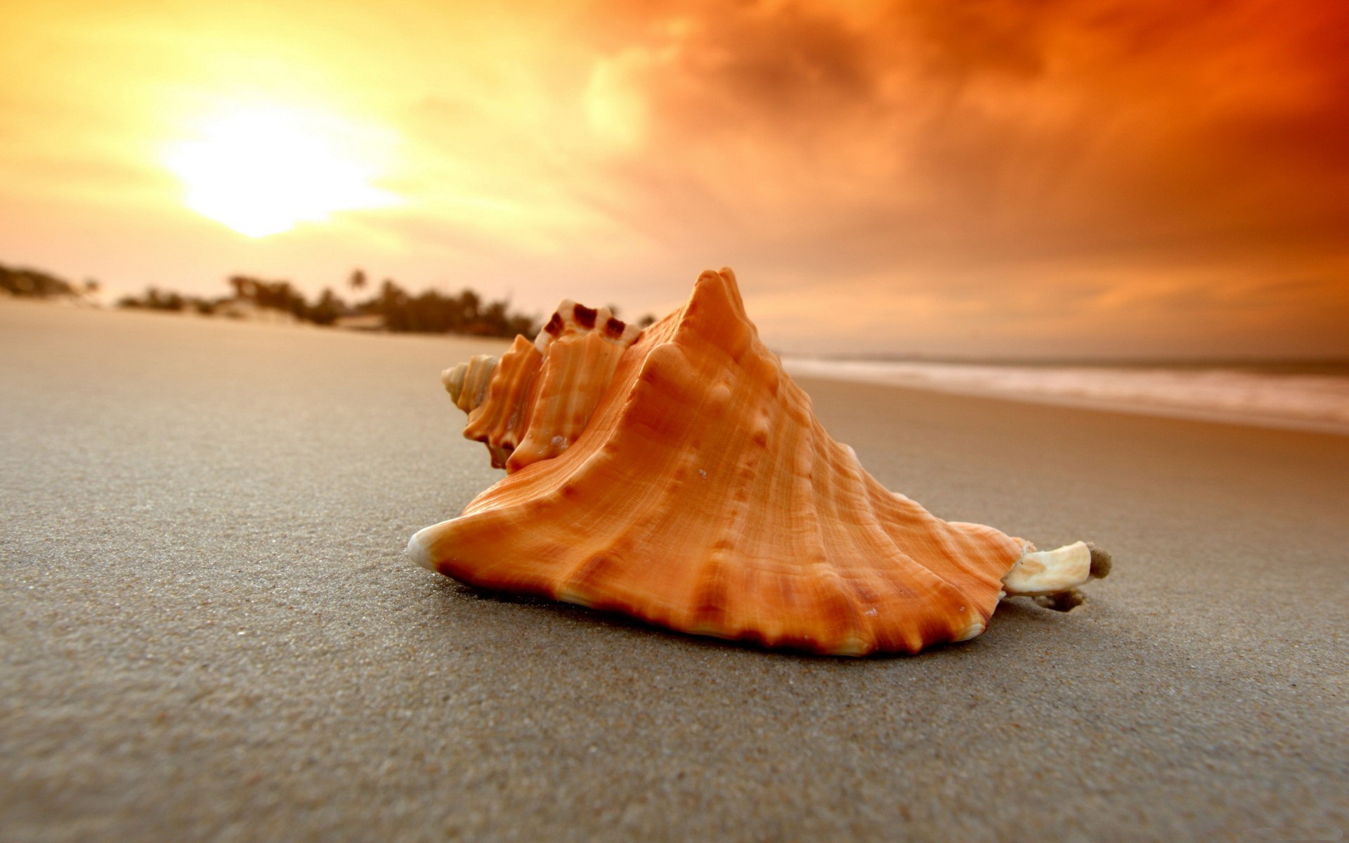 Wallpapers Nature Shells 