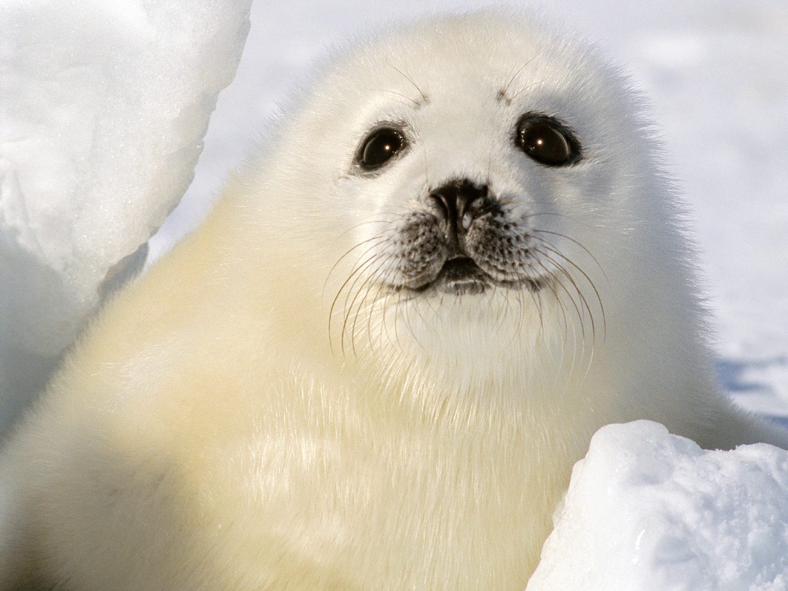 Fonds d'cran Animaux Vie marine - Phoques 