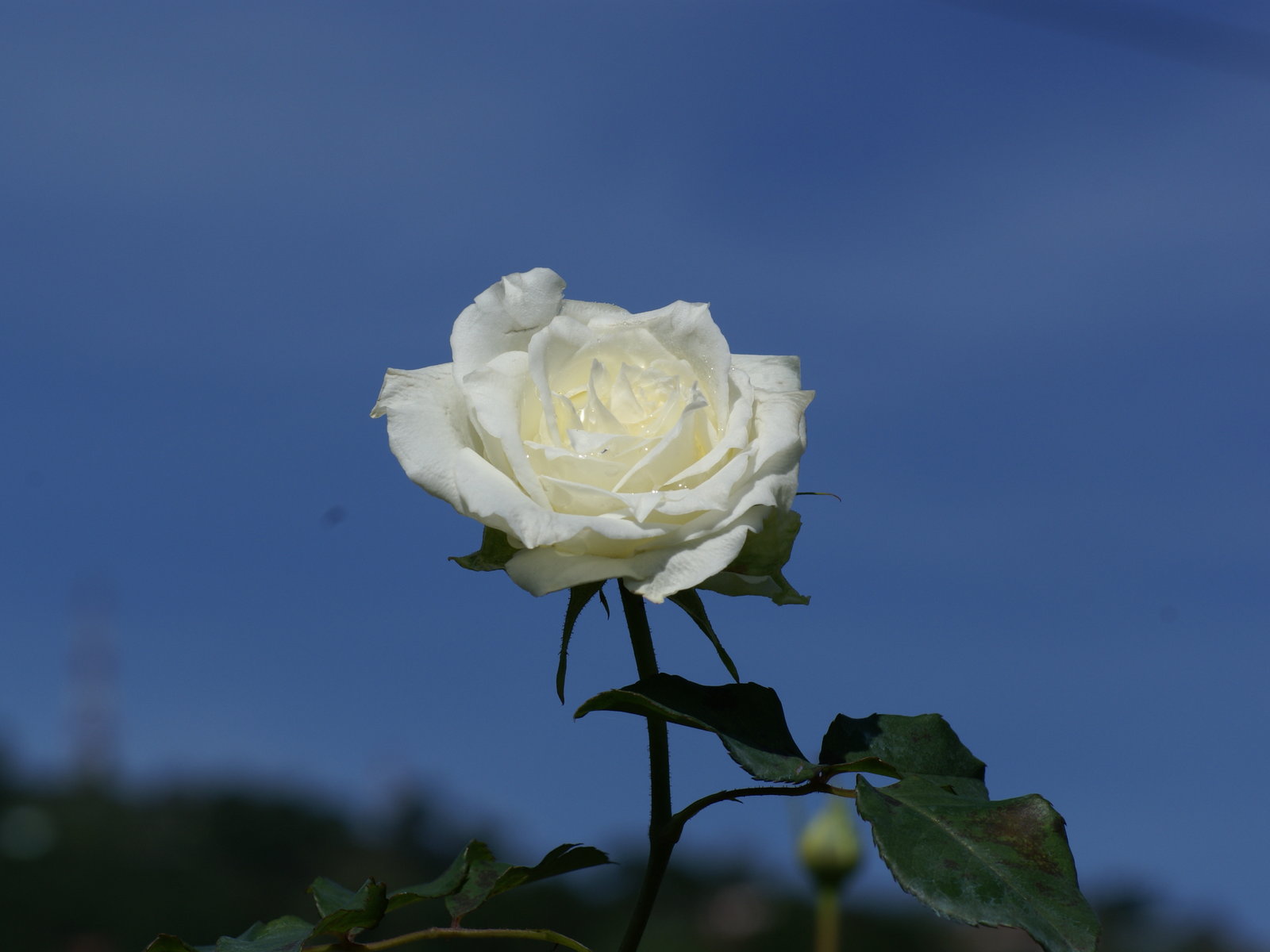 Fonds d'cran Nature Fleurs 