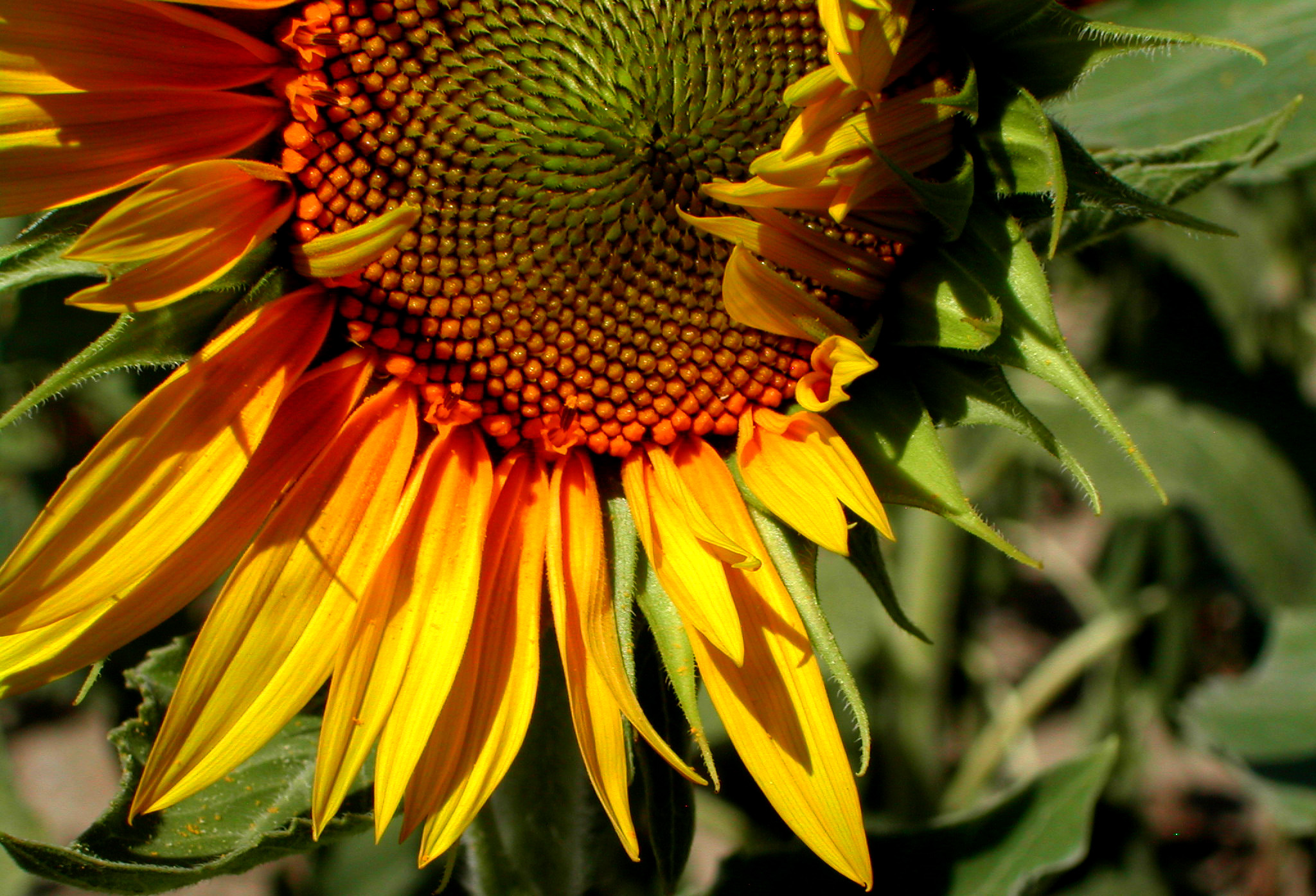 Fonds d'cran Nature Fleurs 