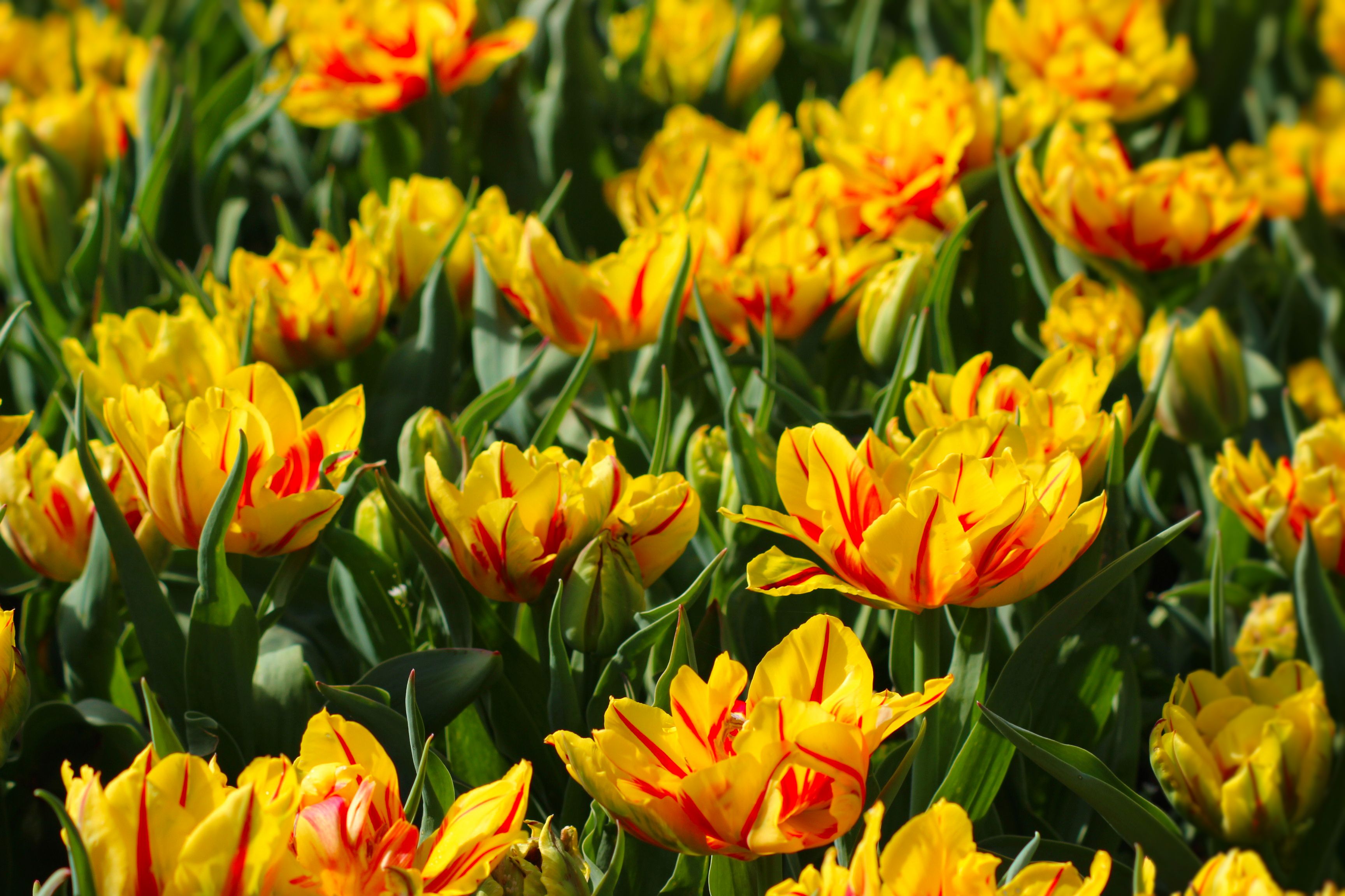 Fonds d'cran Nature Fleurs 