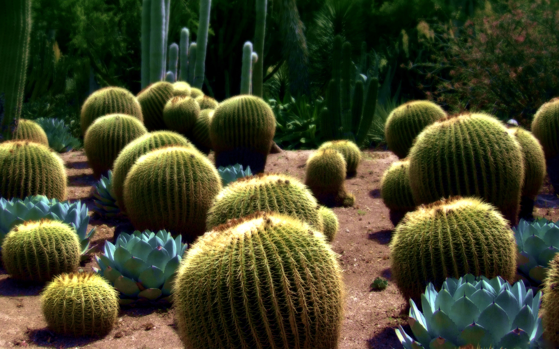 Fonds d'cran Nature Cactus 