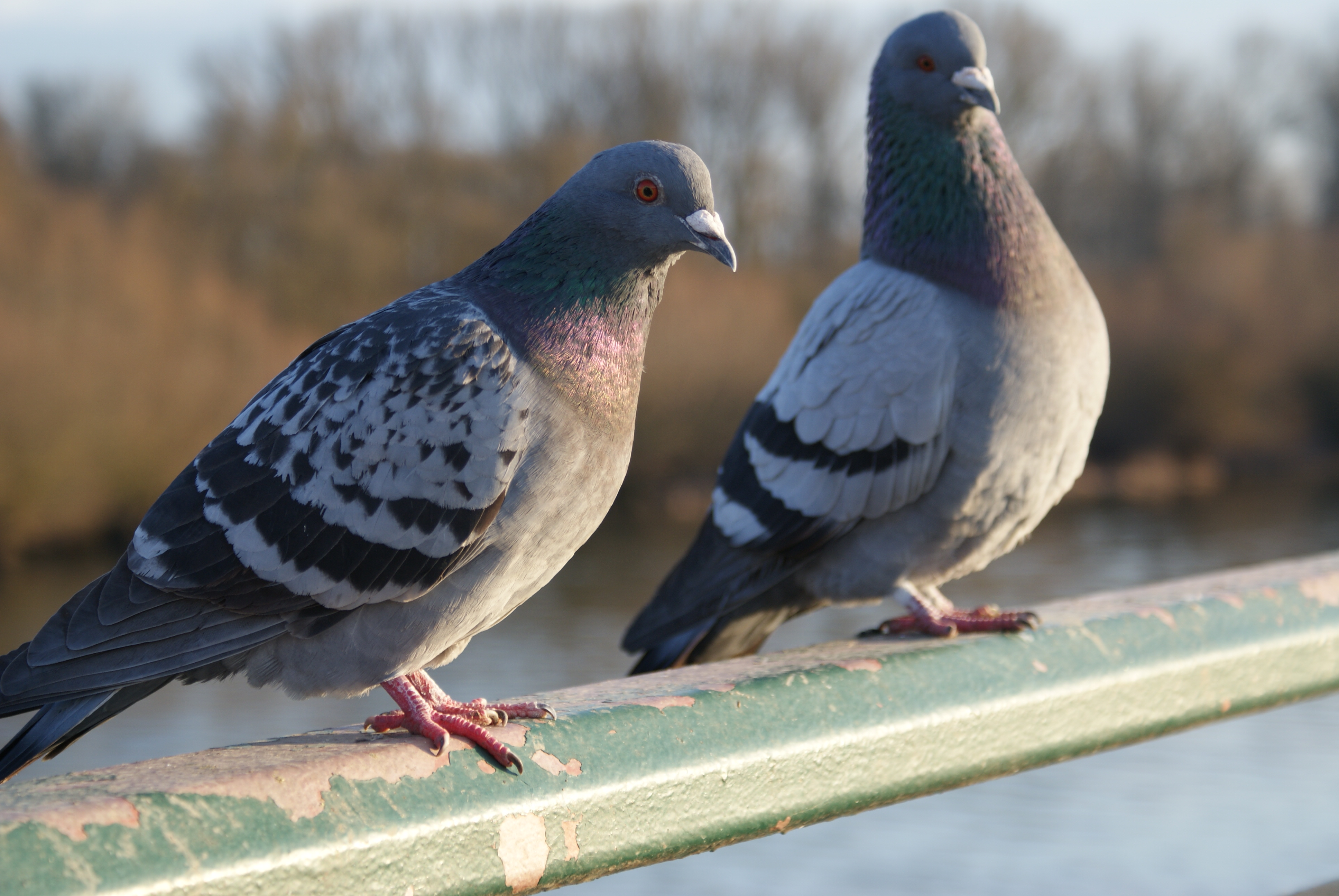 Wallpapers Animals Birds - Pigeons and Doves 