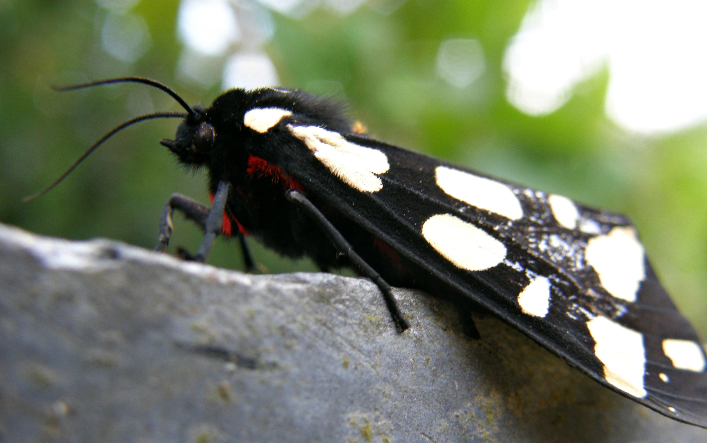 Fonds d'cran Animaux Insectes - Papillons 