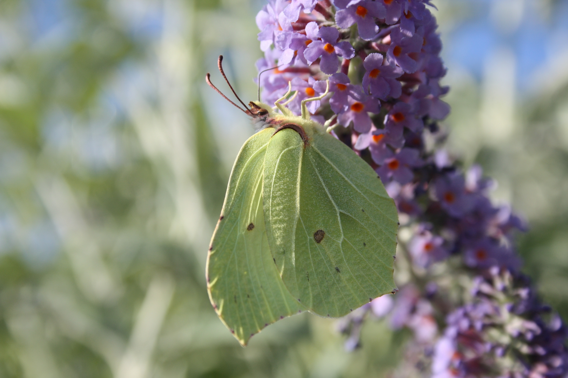 Wallpapers Animals Insects - Butterflies " citron "