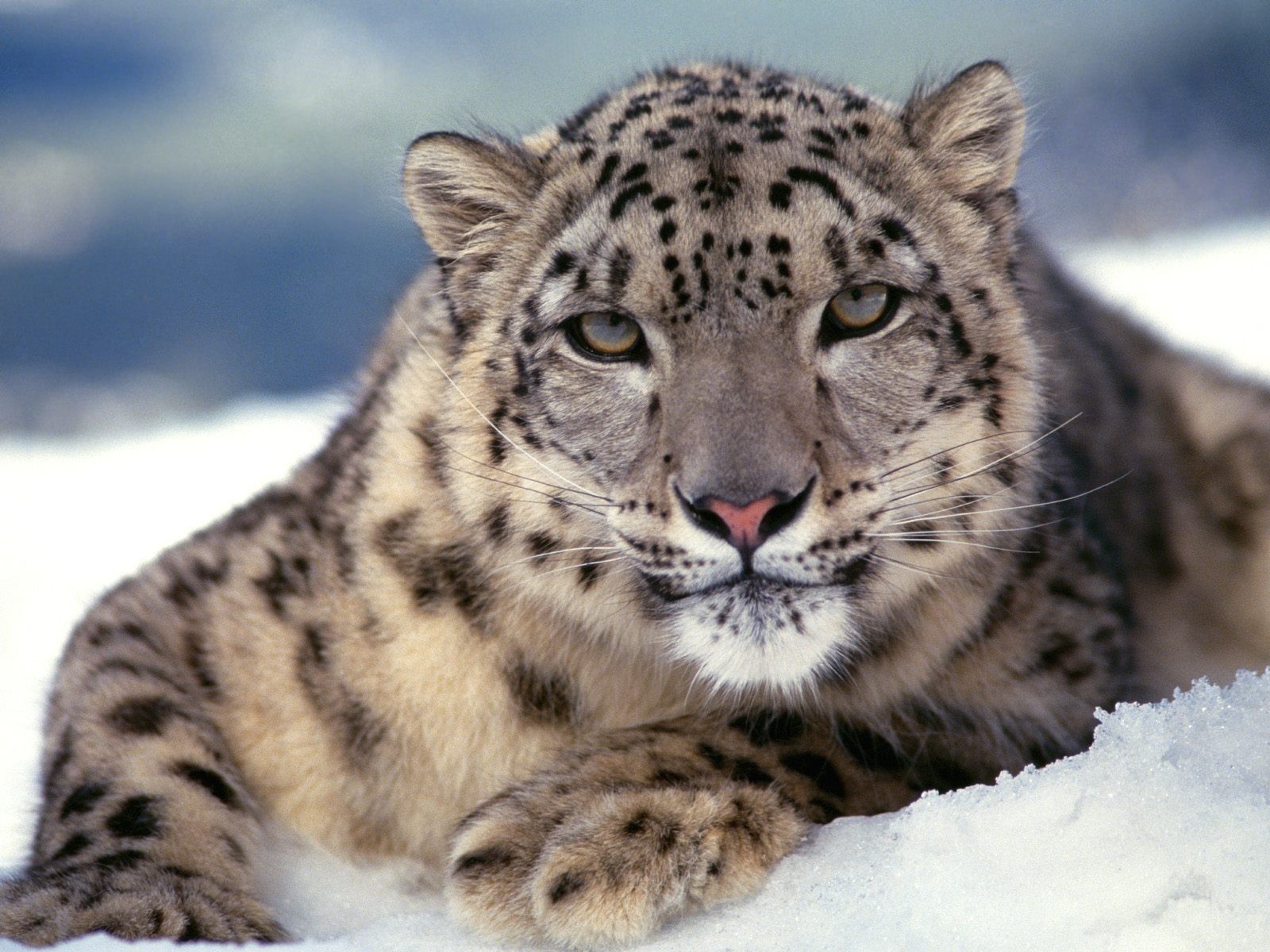 Wallpapers Animals Felines - Leopards 