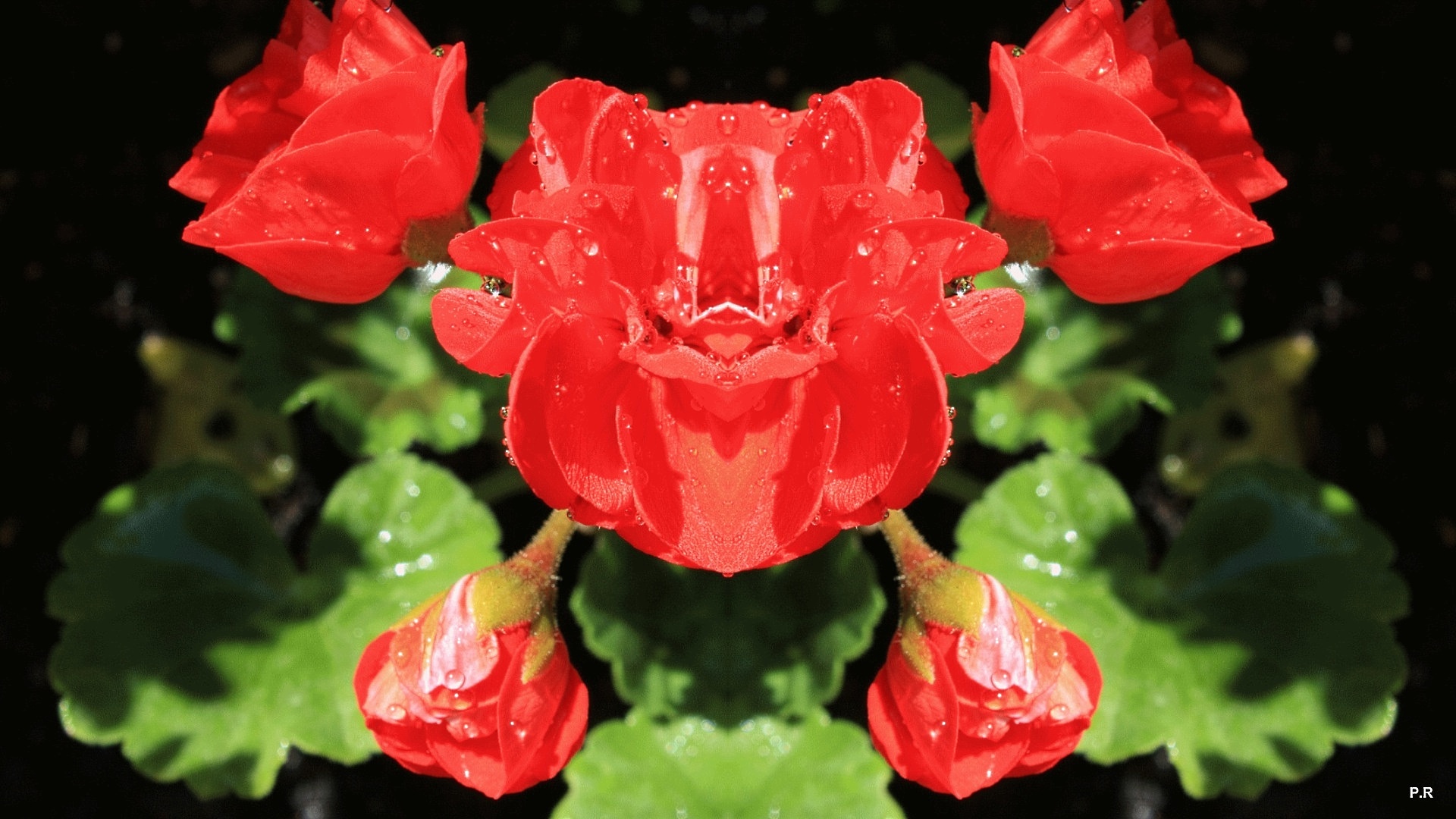 Wallpapers Digital Art Nature - Flowers 