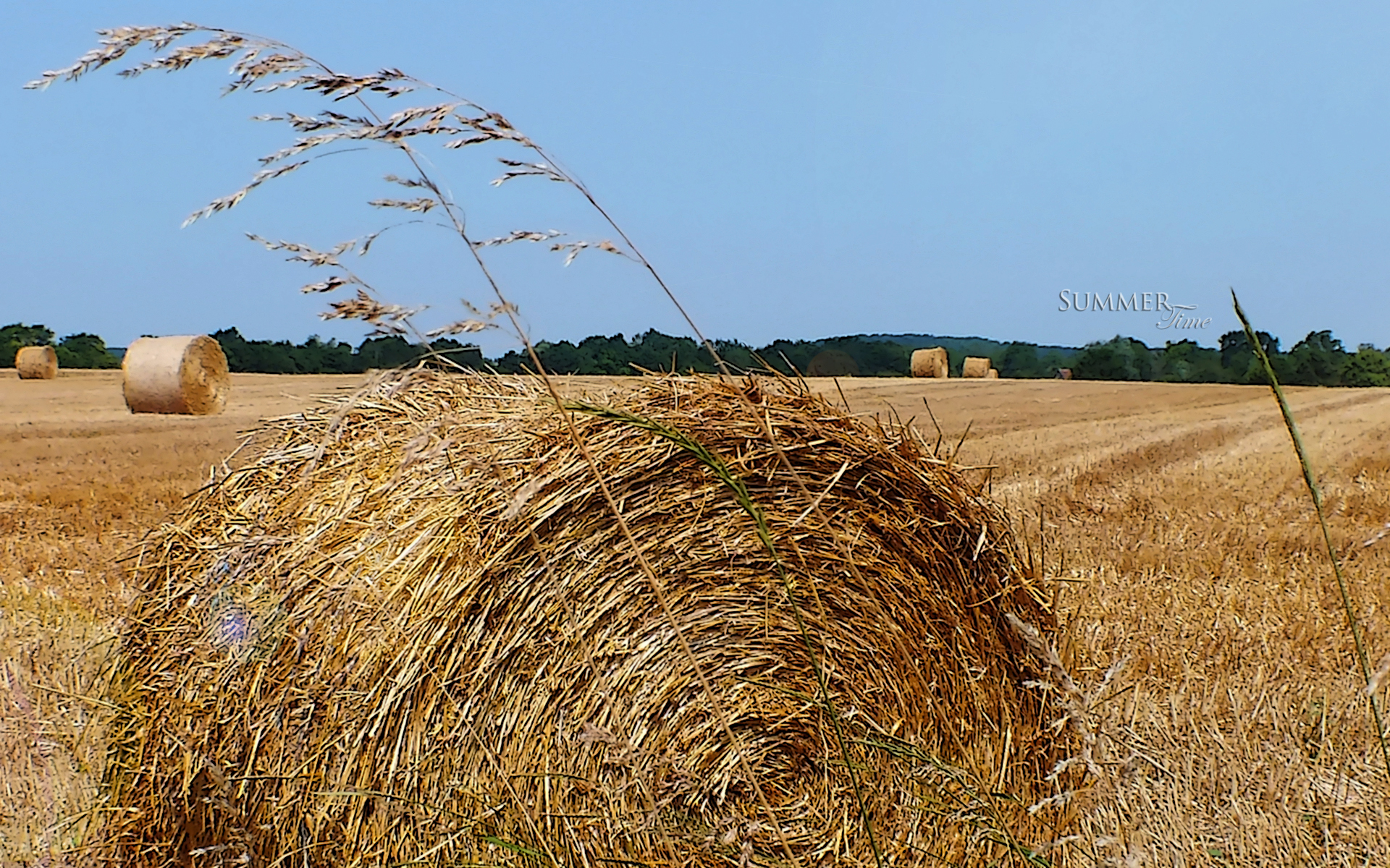 Fonds d'cran Nature Champs - Prairies 