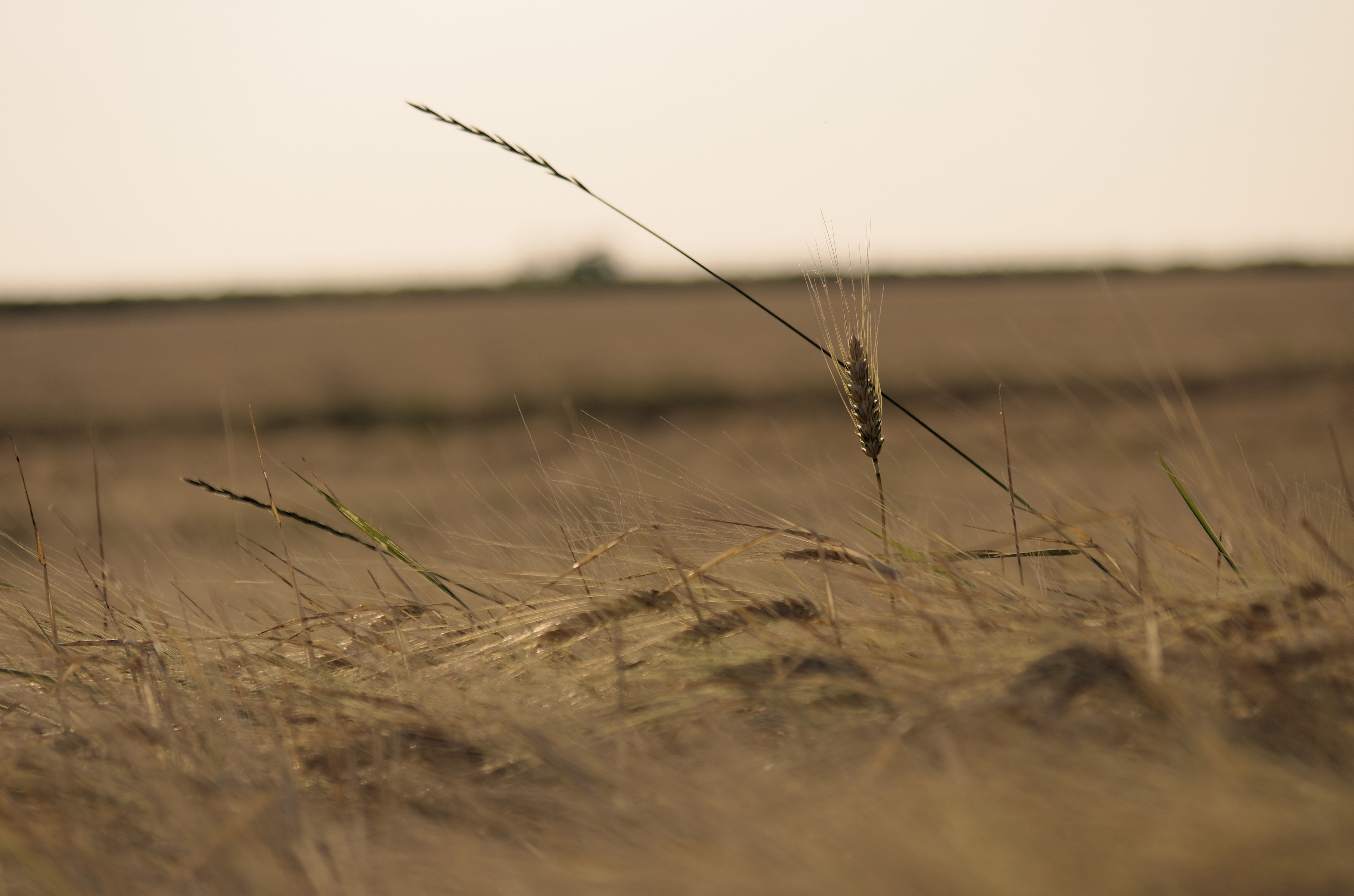 Wallpapers Nature Fields Blés