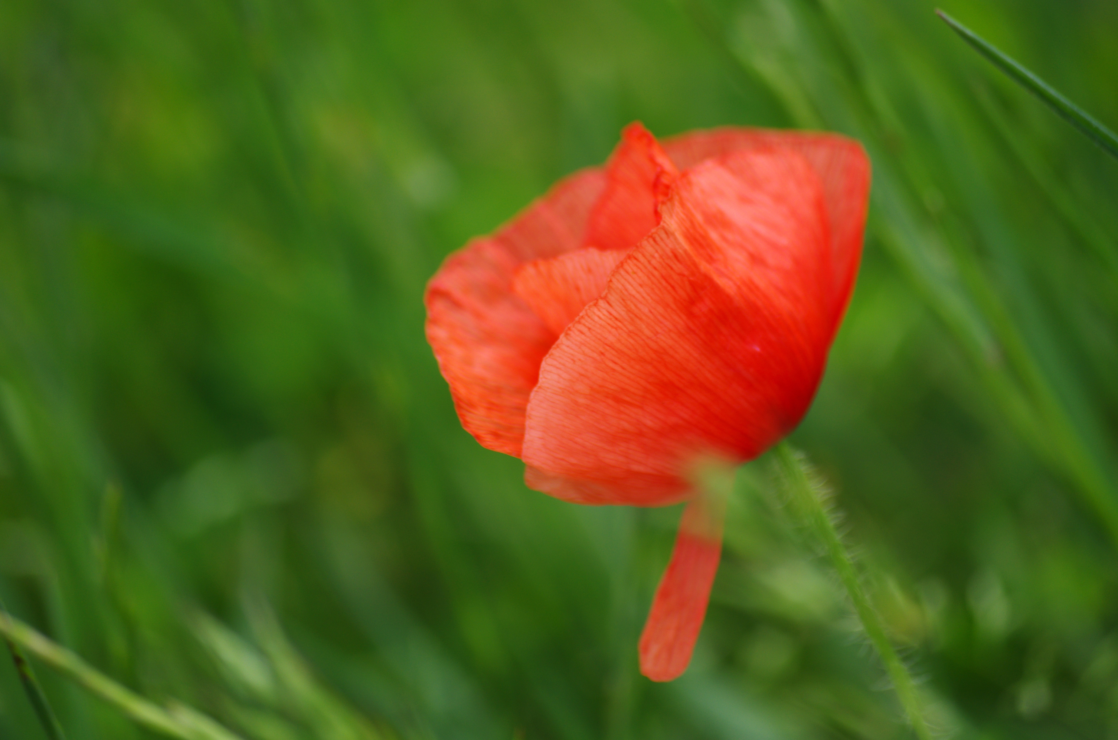 Wallpapers Nature Flowers Coquelicot