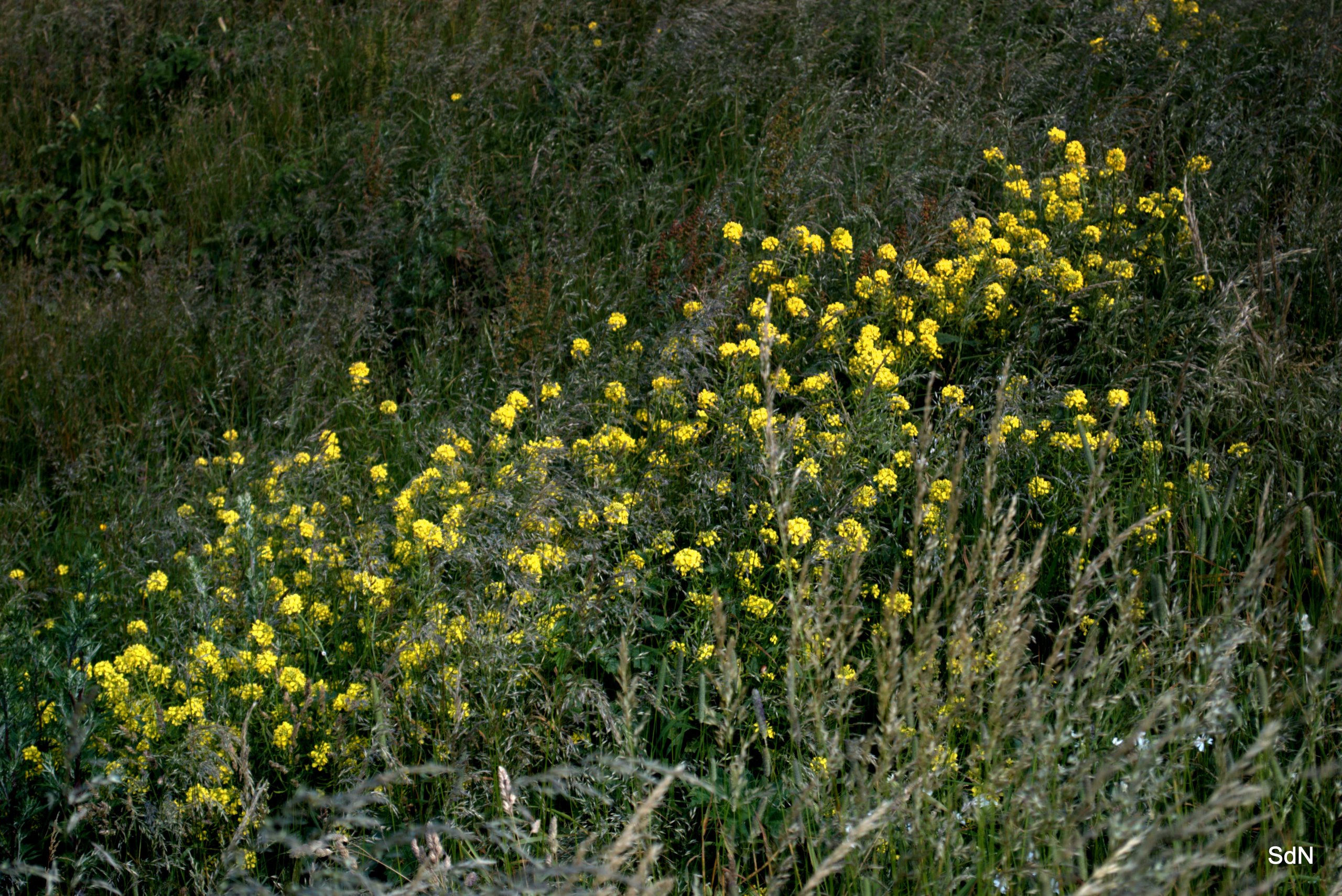 Fonds d'cran Nature Fleurs LE CAP  GRIS NEZ (nord)