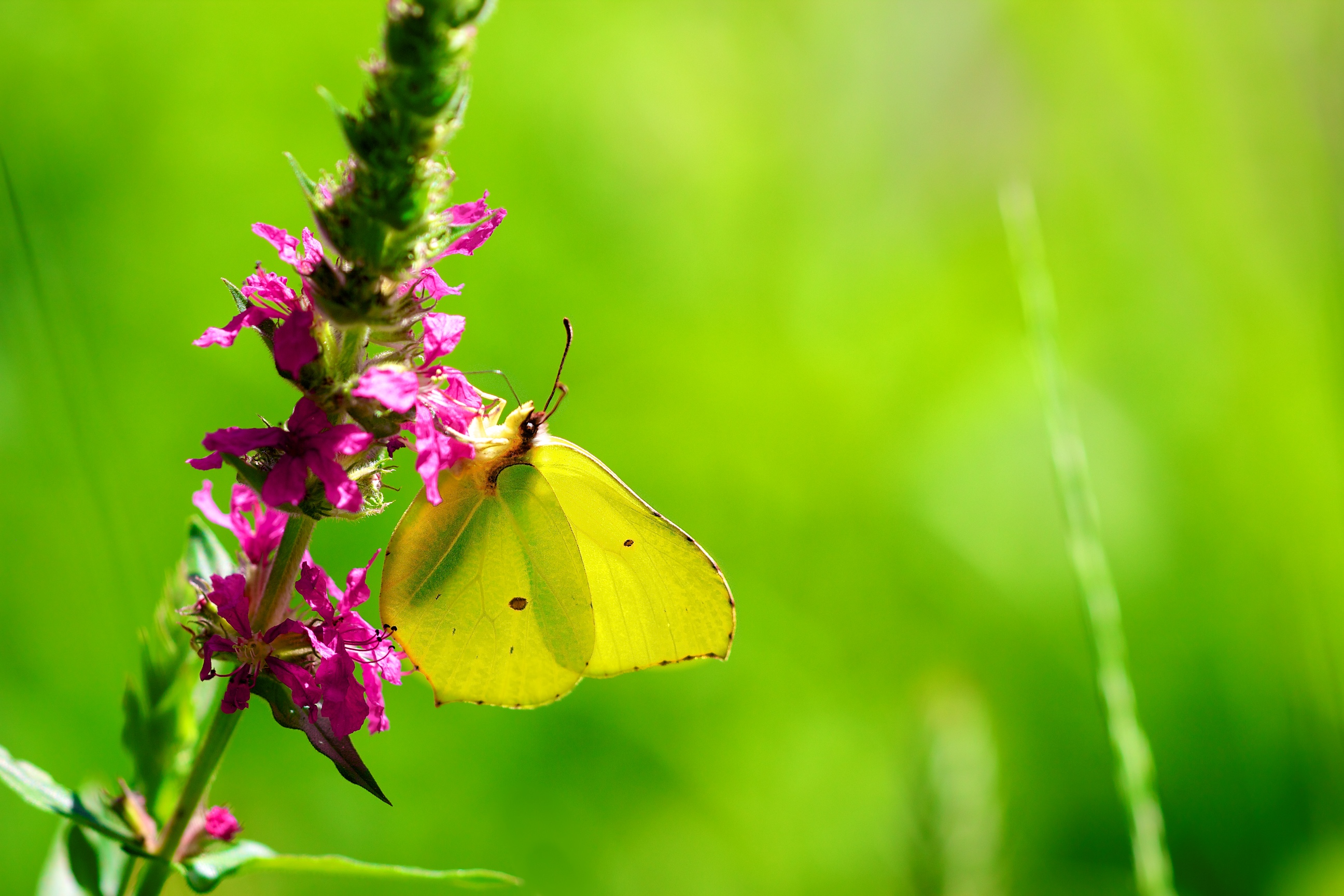 Wallpapers Animals Insects - Butterflies Citron jaune soleil