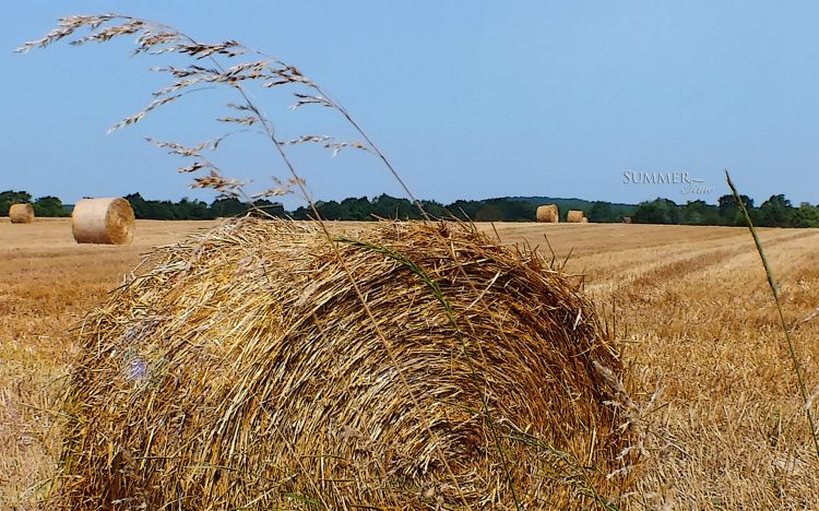 Fonds d'cran Nature Champs - Prairies Wallpaper N350594