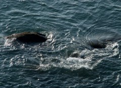  Nature LE CAP GRIZ NEZ  (nord)