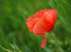  Nature Coquelicot