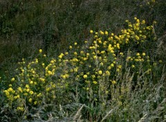  Nature LE CAP  GRIS NEZ (nord)