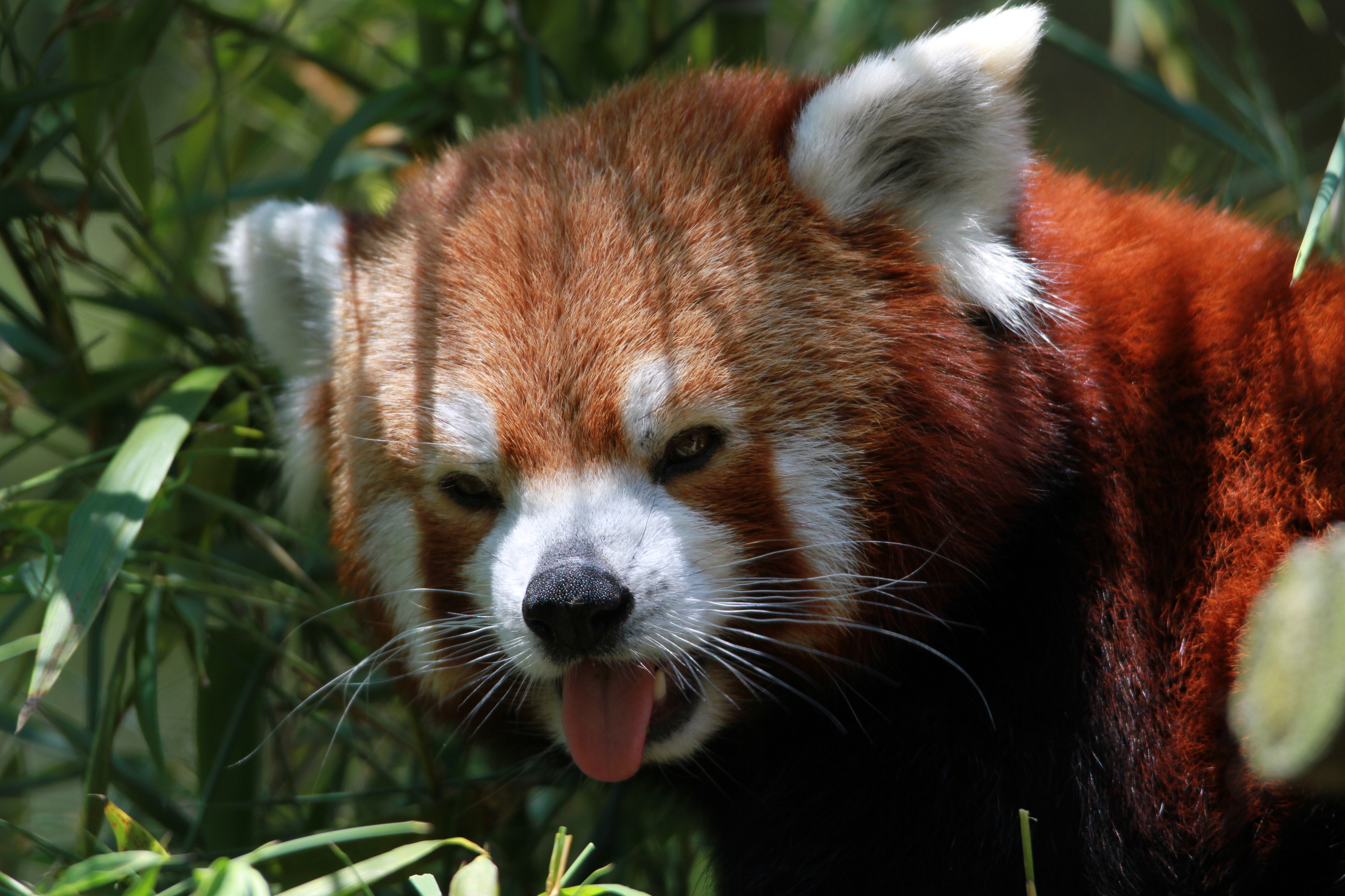 Fonds d'cran Animaux Pandas roux 