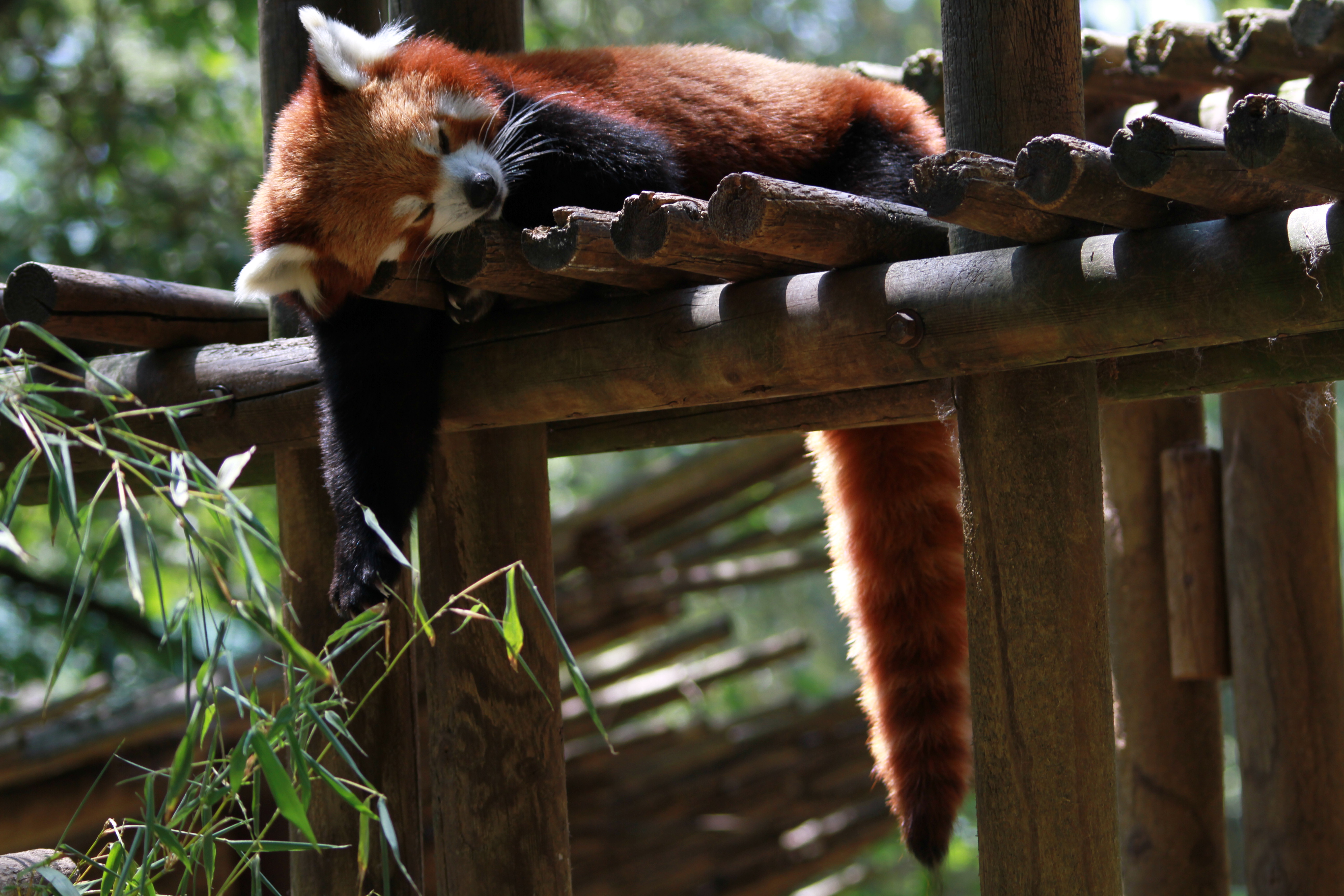 Wallpapers Animals Red pandas 