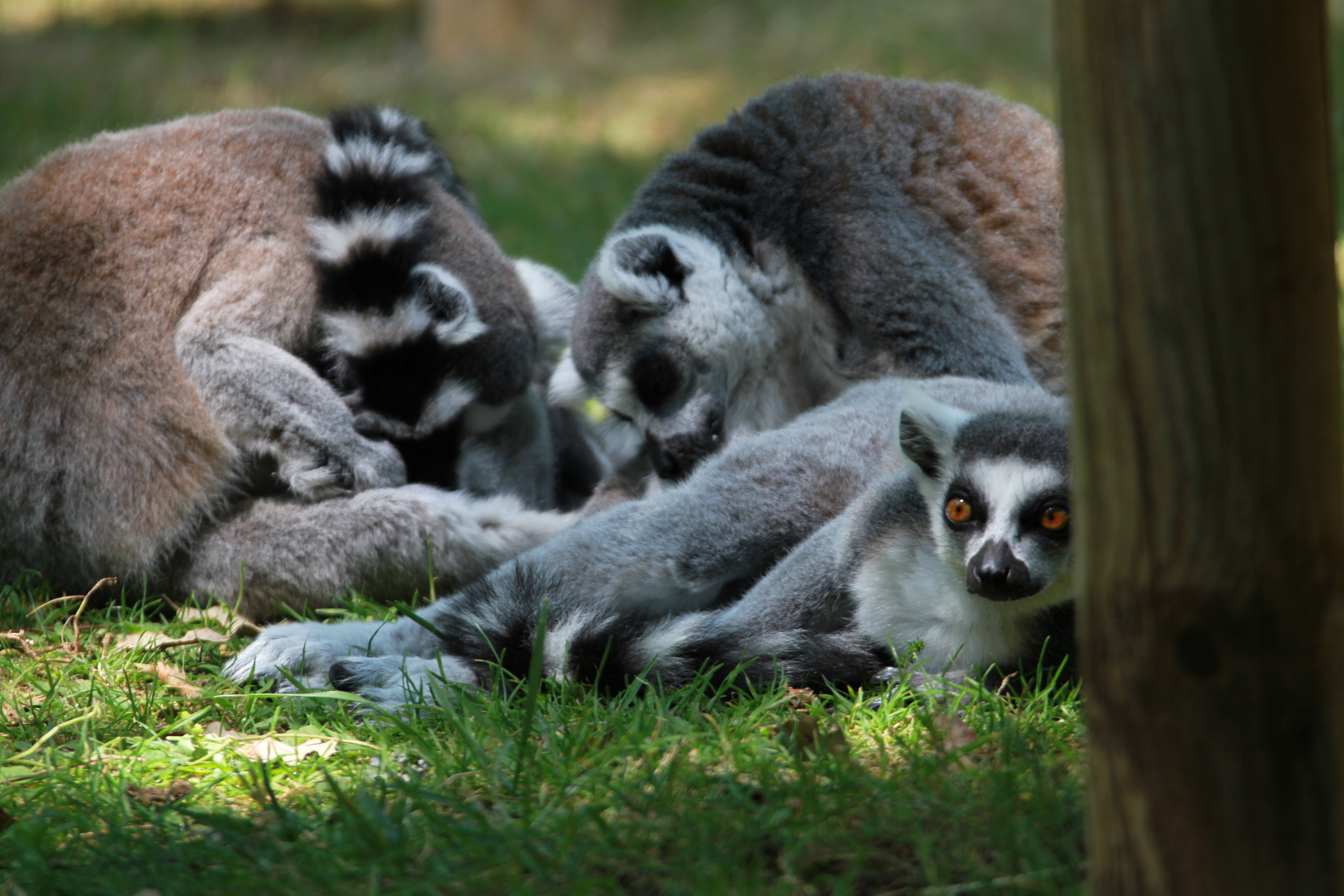 Fonds d'cran Animaux Lmuriens 