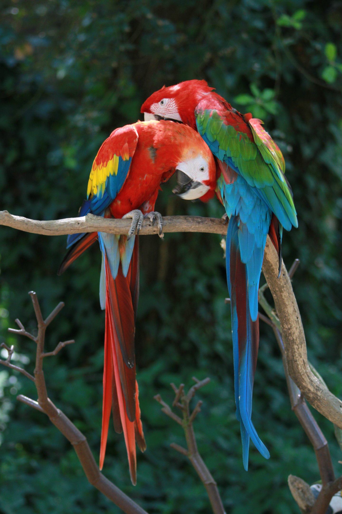 Fonds d'cran Animaux Oiseaux - Perroquets 