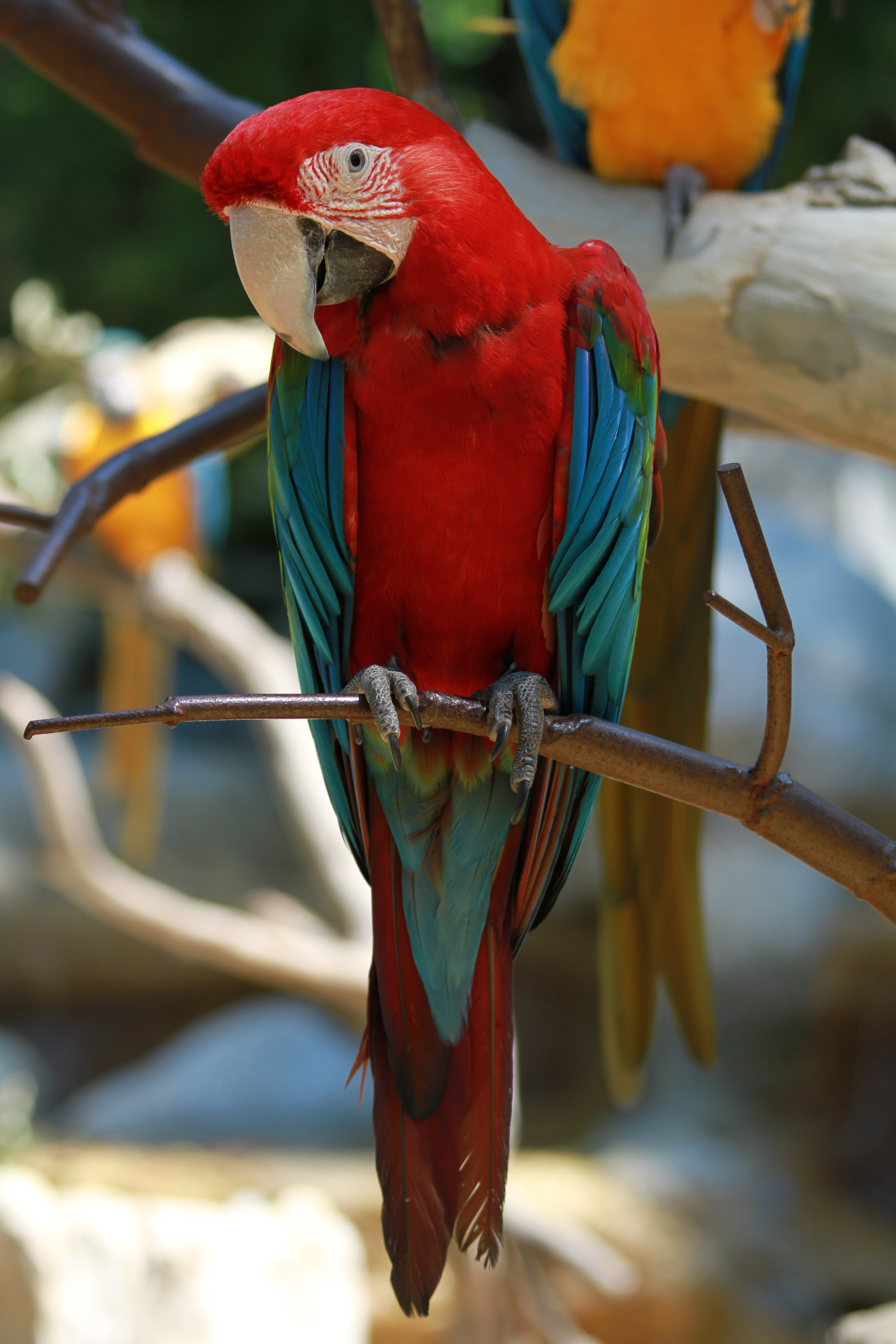 Fonds d'cran Animaux Oiseaux - Perroquets 