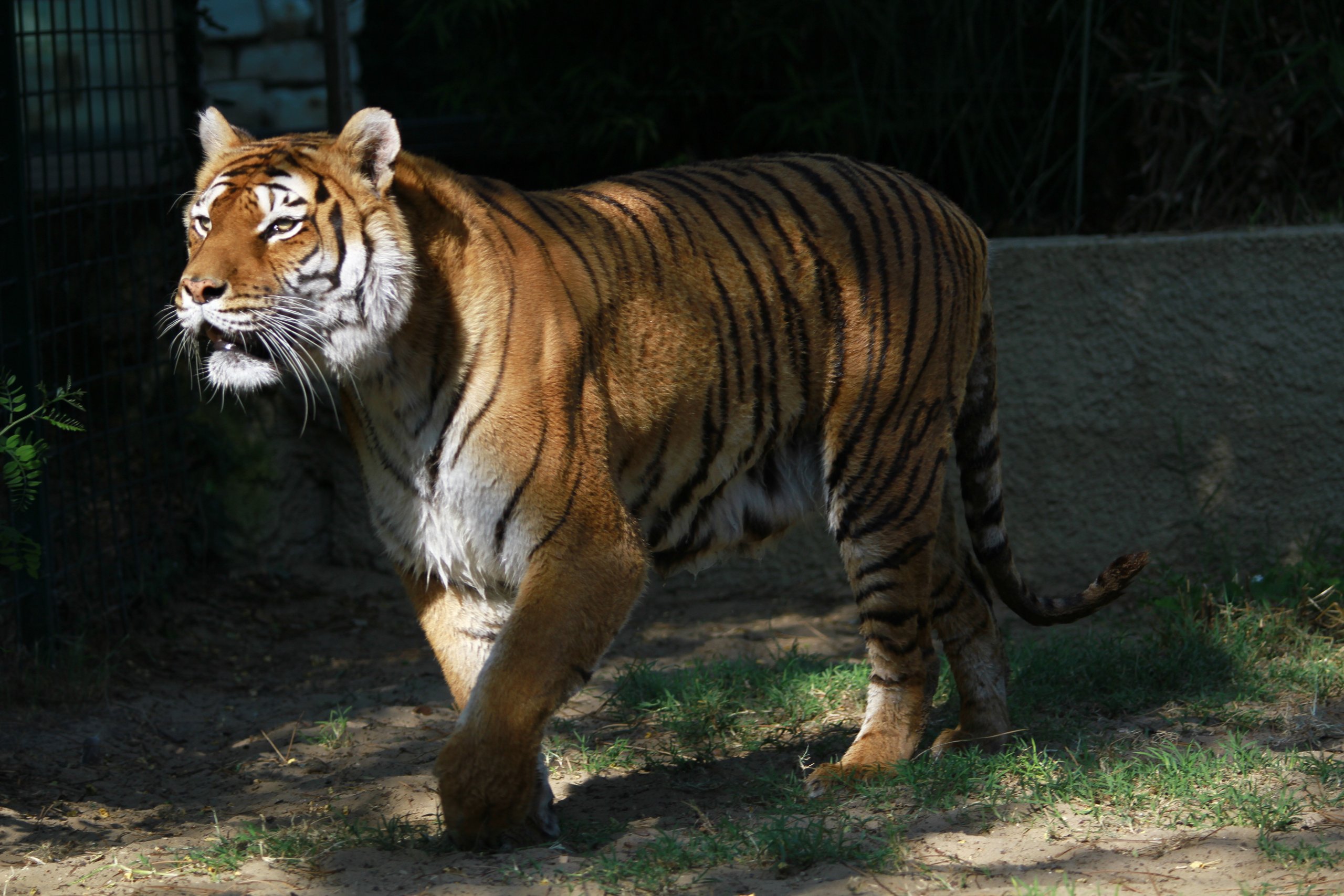 Fonds d'cran Animaux Flins - Tigres 