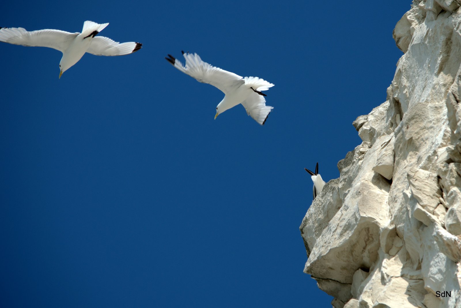 Fonds d'cran Animaux Oiseaux - Mouettes et Golands LES OISEAUX DU BLANC NEZ (nord)