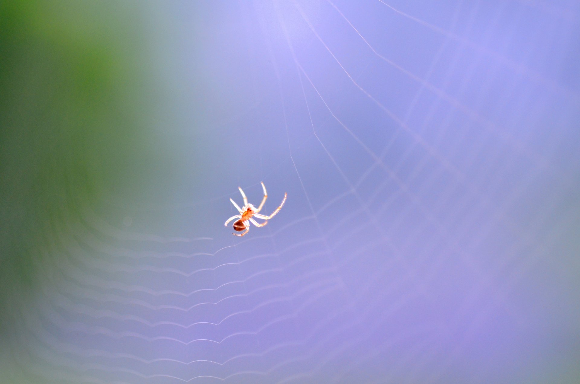 Wallpapers Animals Spiders Petite araignée au travail de bon matin