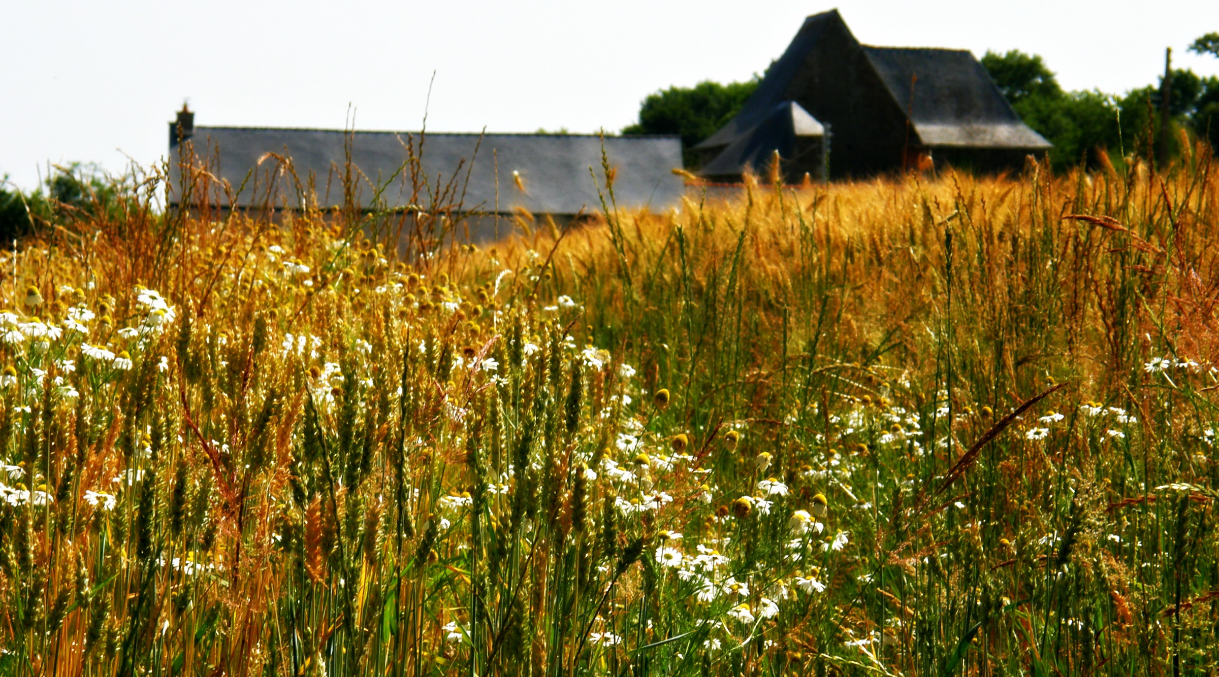 Wallpapers Nature Fields 