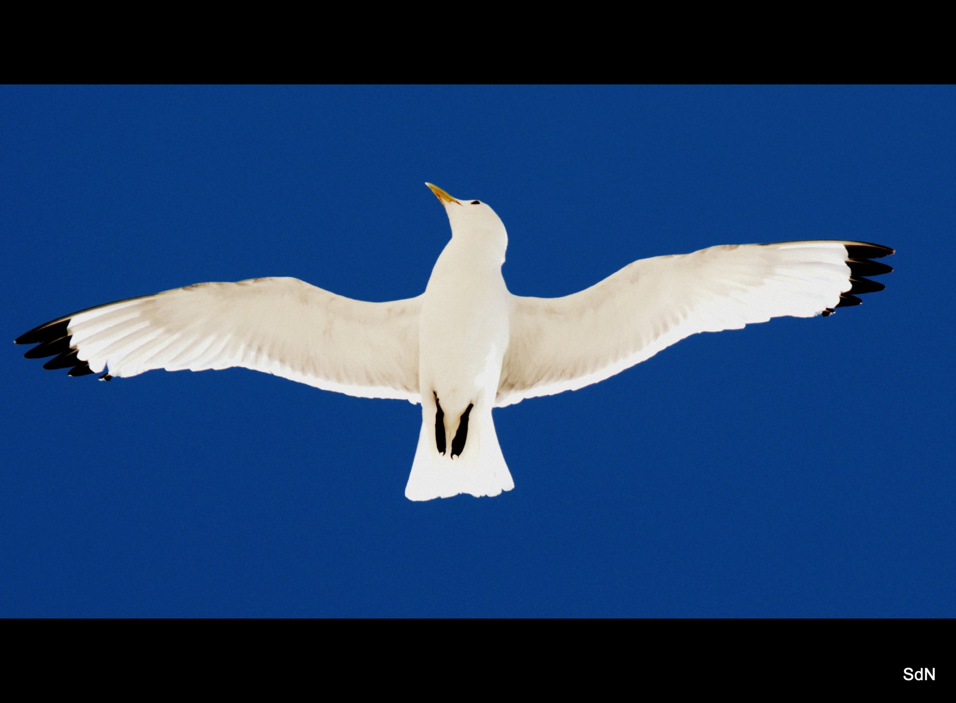 Fonds d'cran Animaux Oiseaux - Mouettes et Golands LES OISEAUX DU BLANC NEZ (nord)