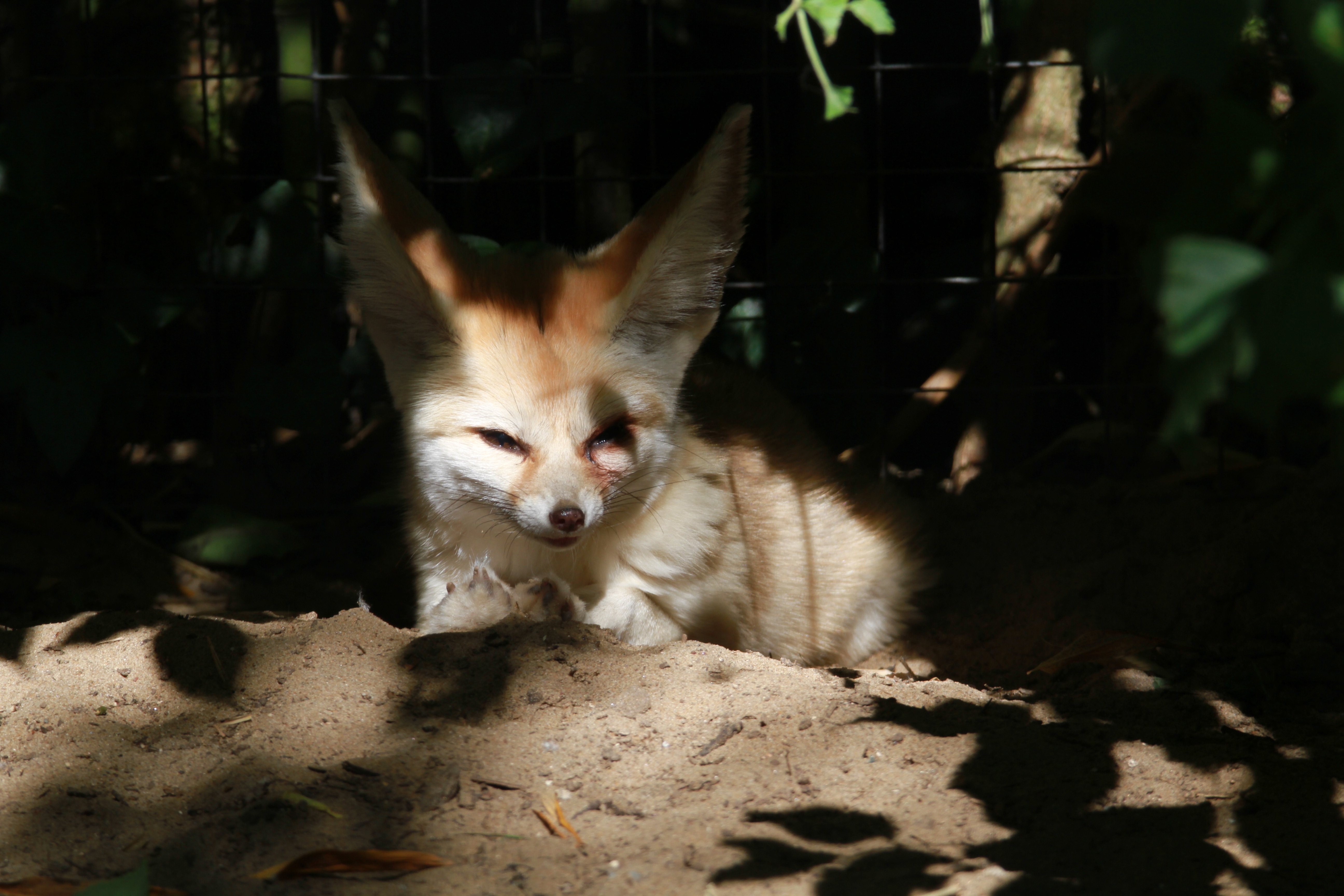 Wallpapers Animals Fennec 