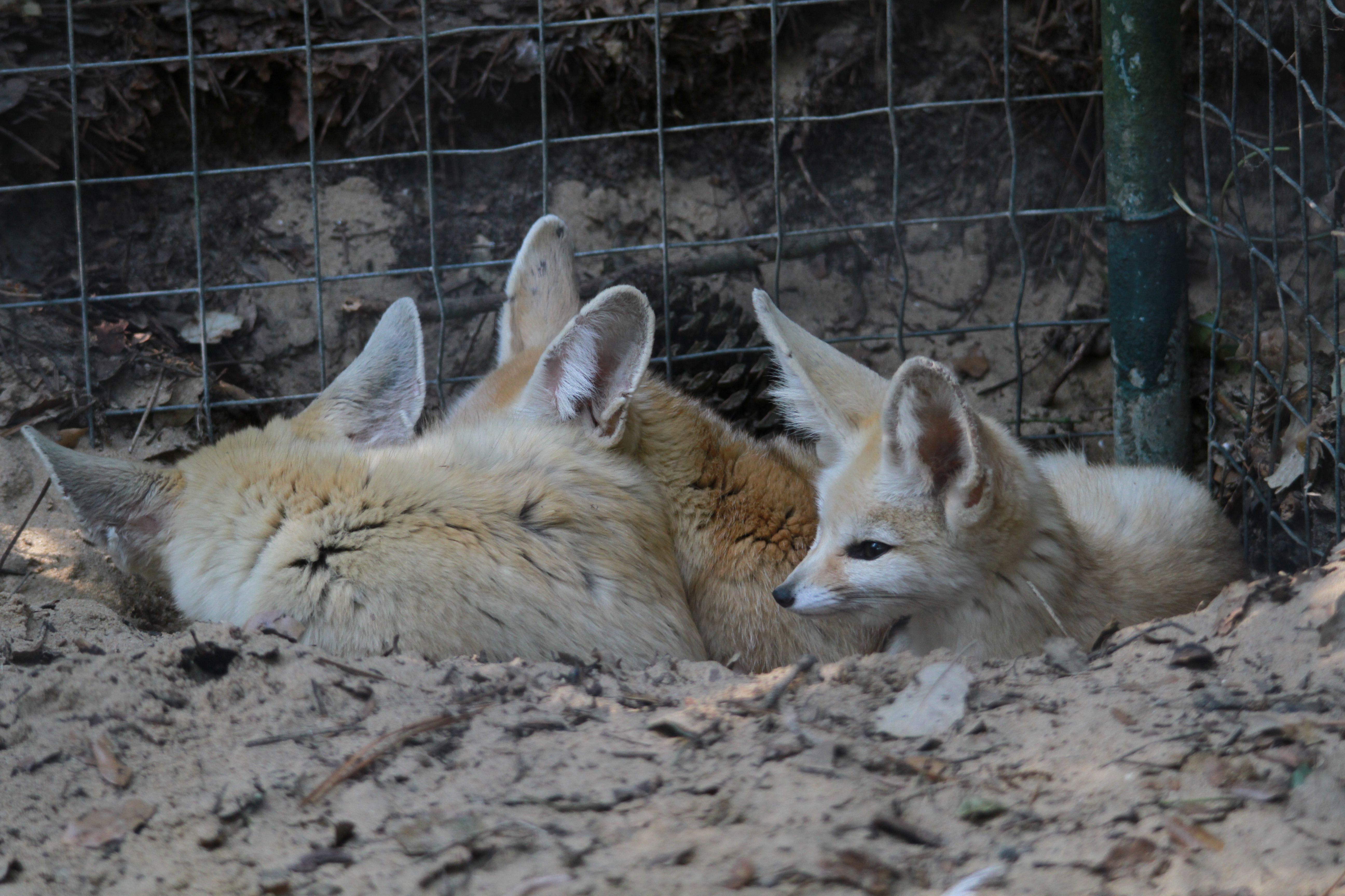 Wallpapers Animals Fennec 