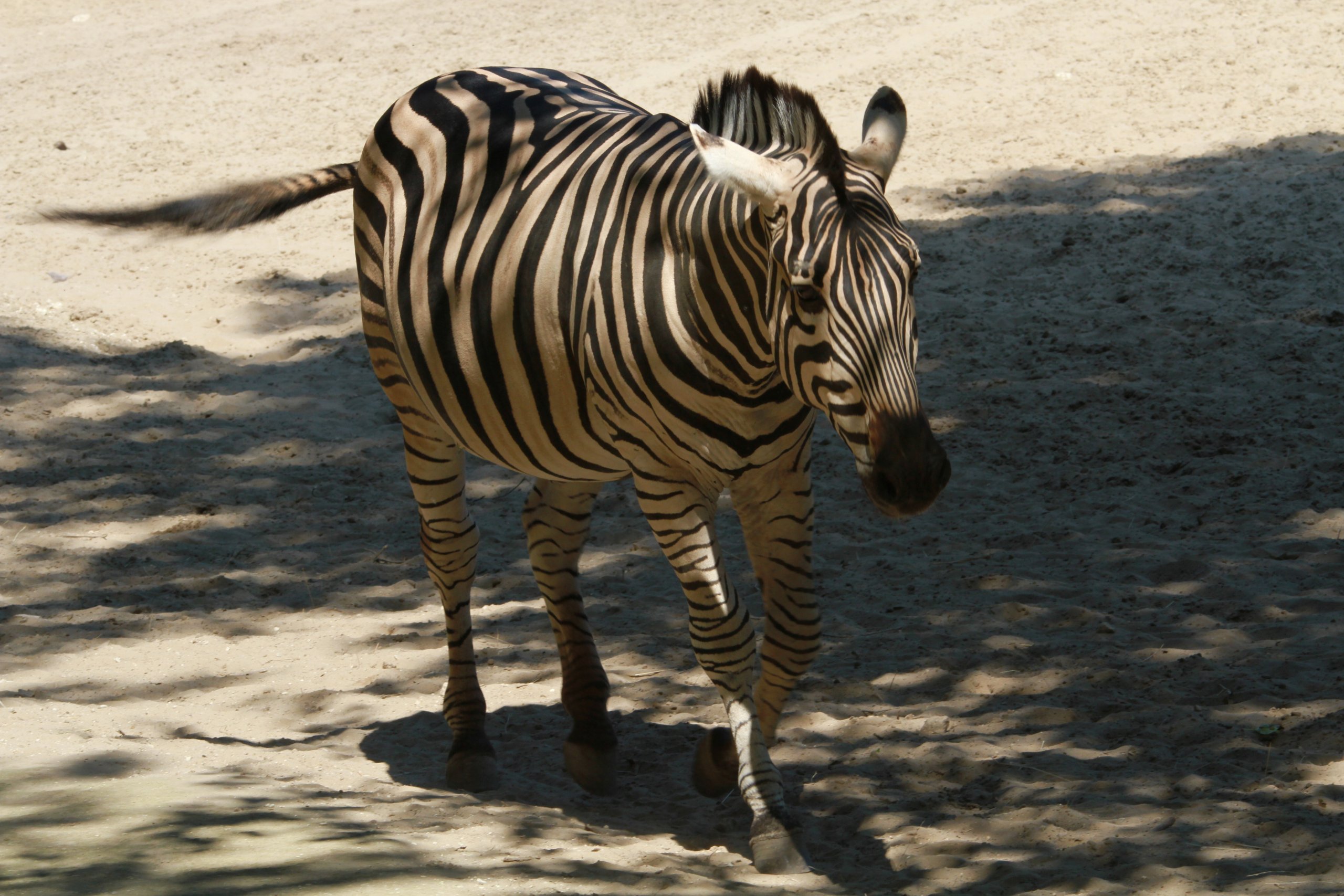 Wallpapers Animals Zebras 