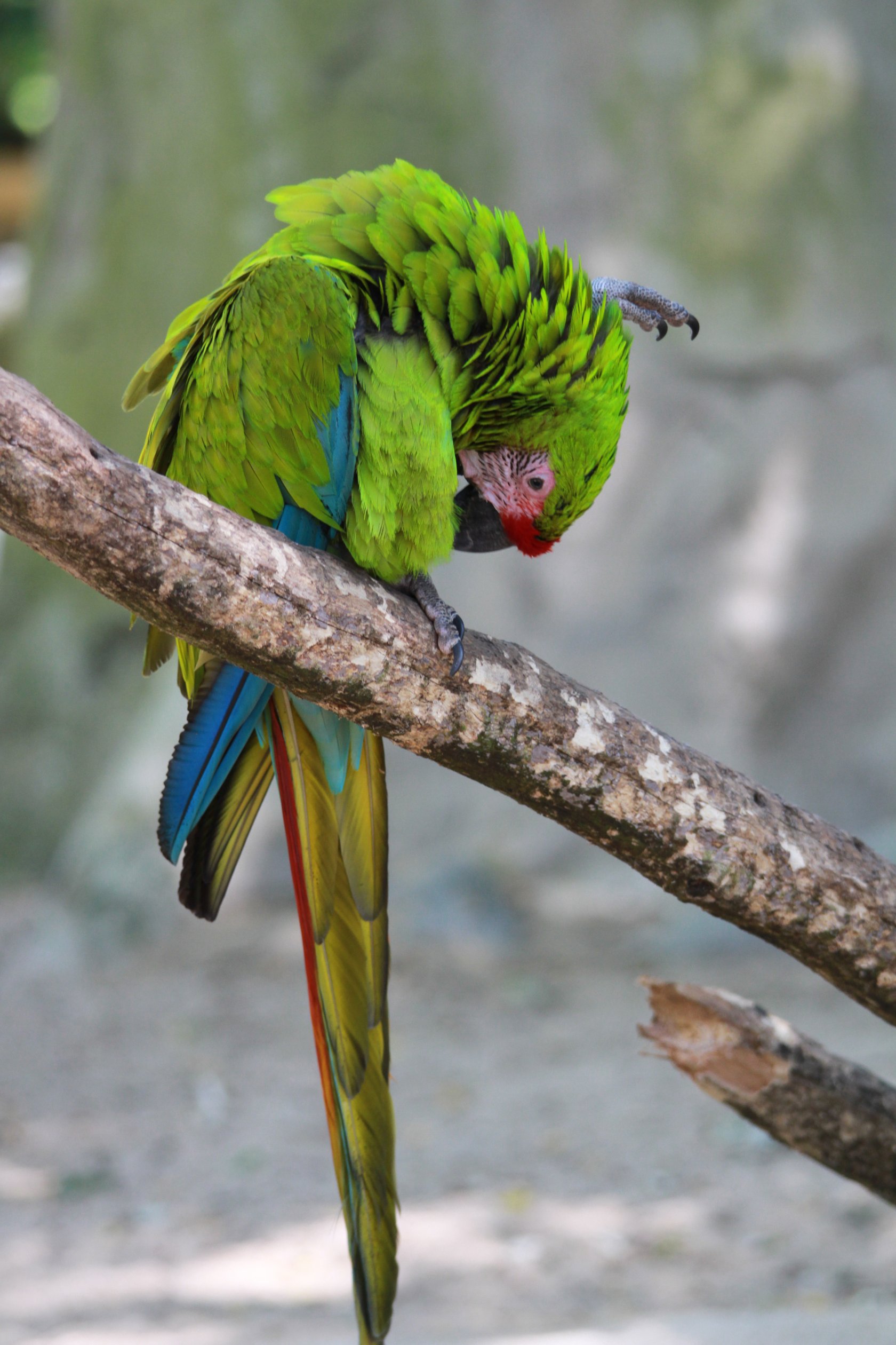 Fonds d'cran Animaux Oiseaux - Perroquets 