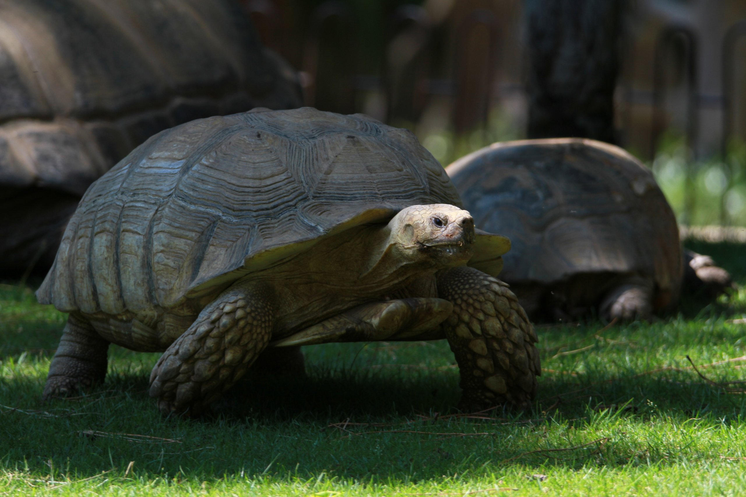 Fonds d'cran Animaux Tortues 