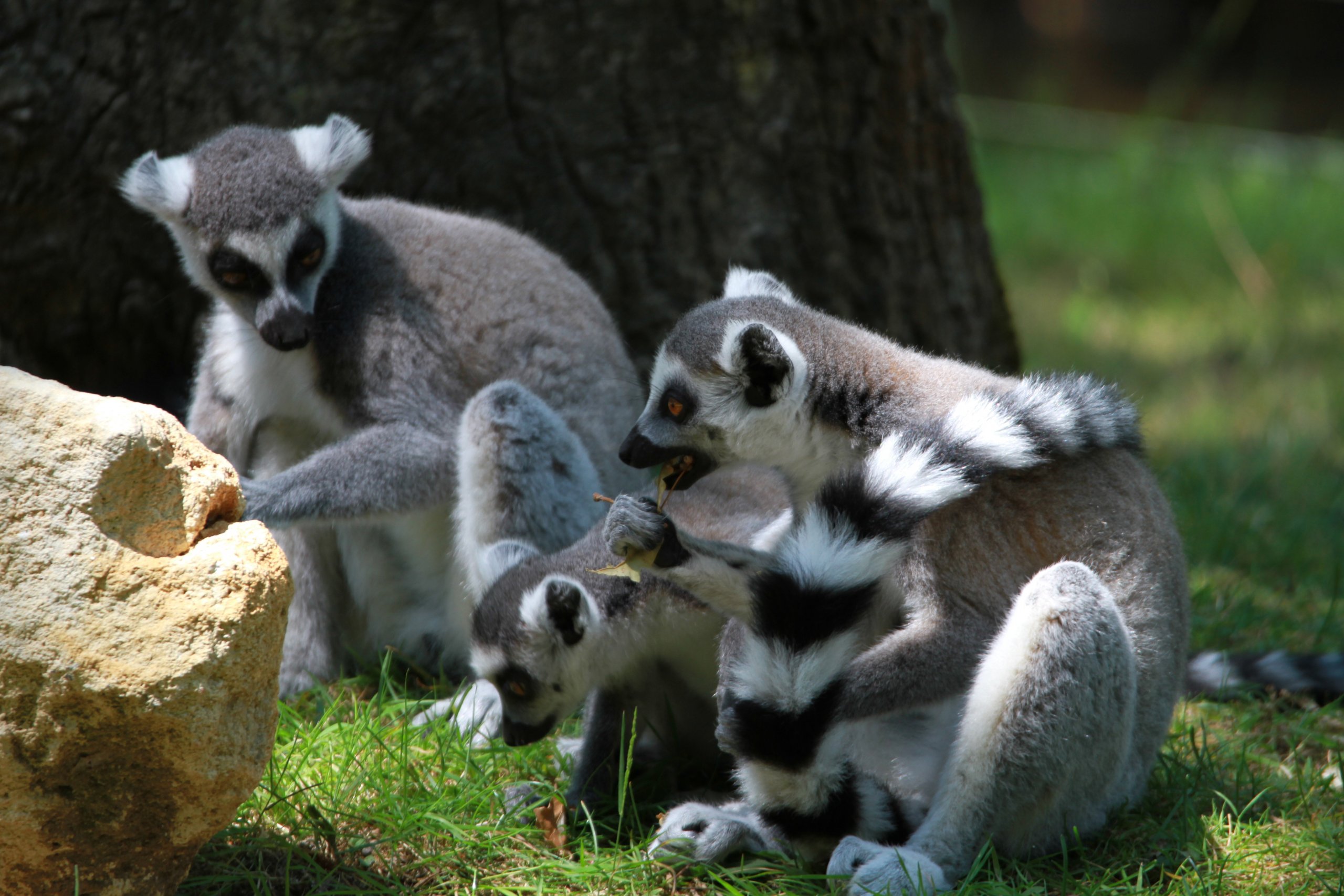 Fonds d'cran Animaux Lmuriens 