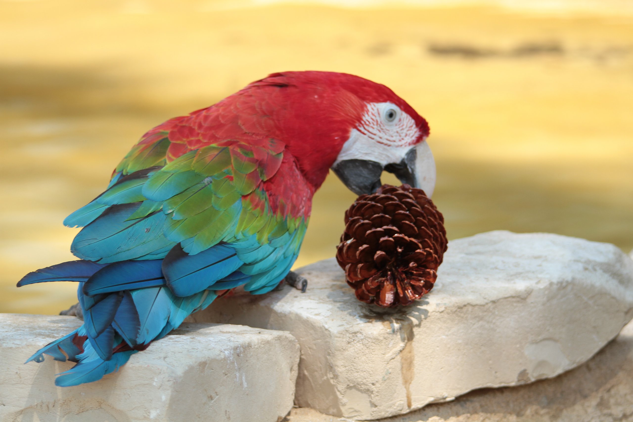 Fonds d'cran Animaux Oiseaux - Perroquets 