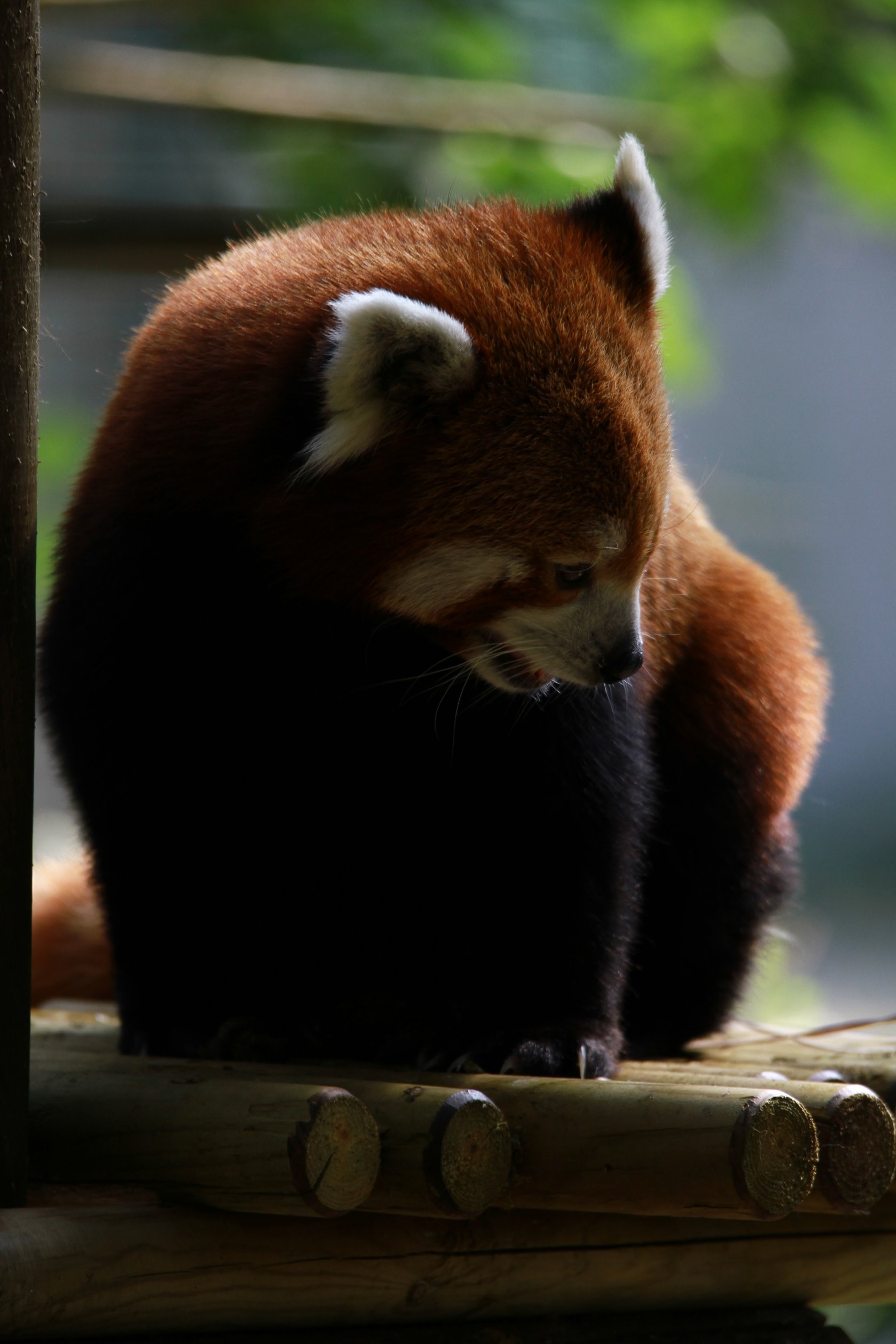 Wallpapers Animals Red pandas 