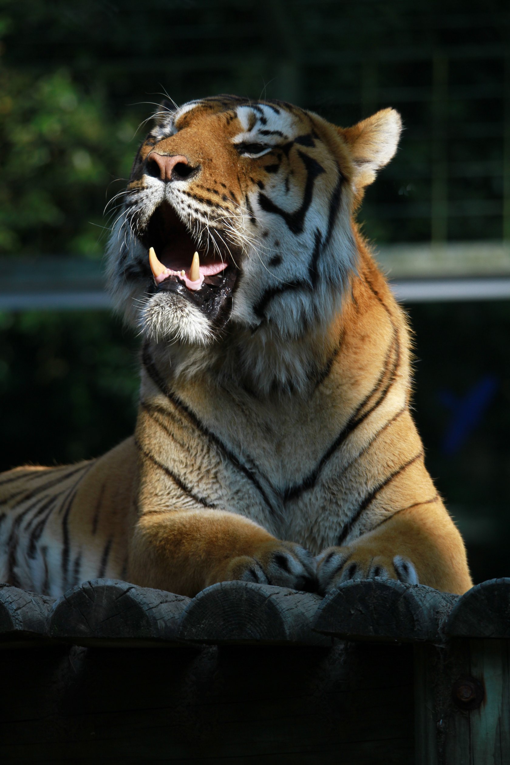 Fonds d'cran Animaux Flins - Tigres 