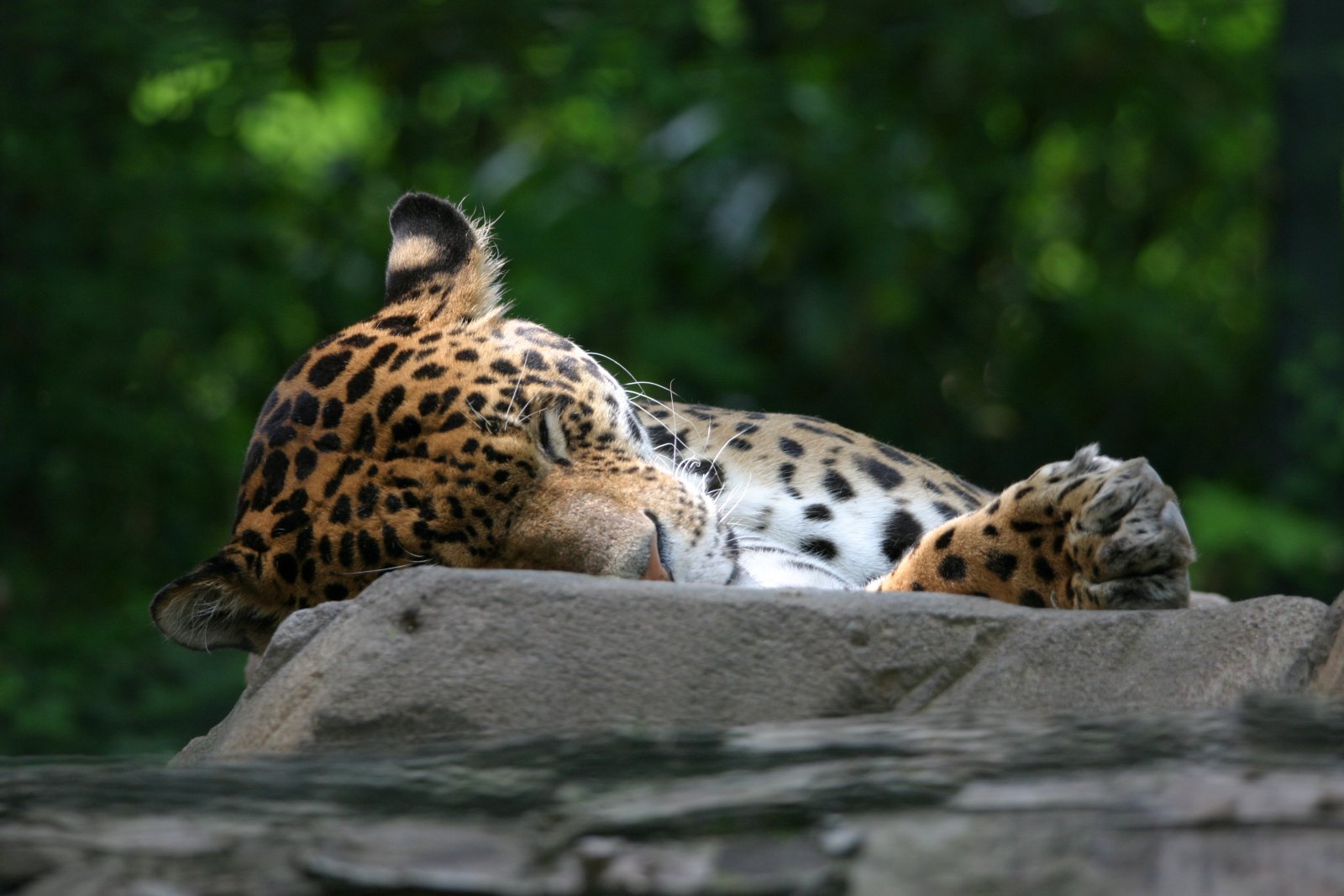 Fonds d'cran Animaux Flins - Lopards 