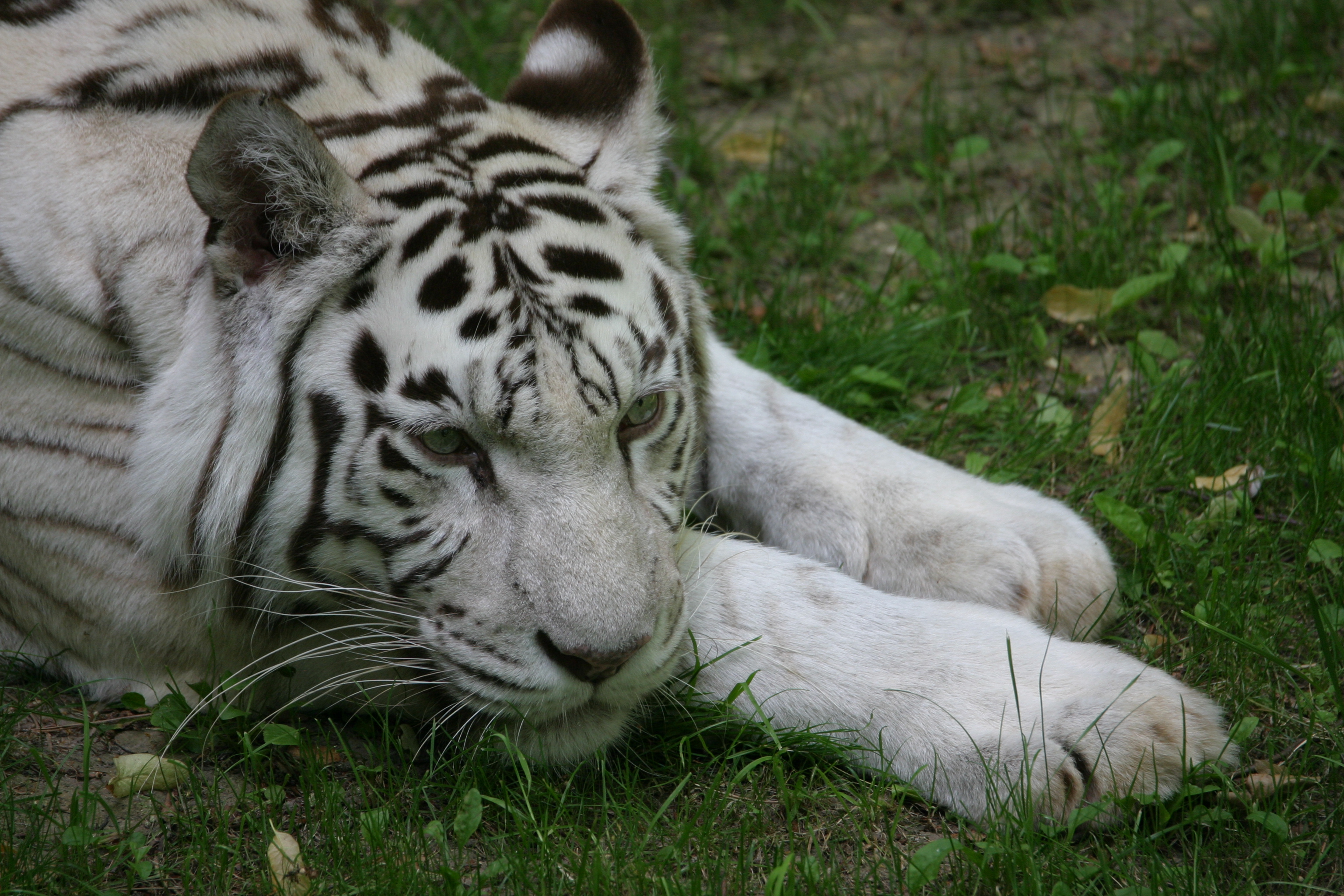 Fonds d'cran Animaux Flins - Tigres 