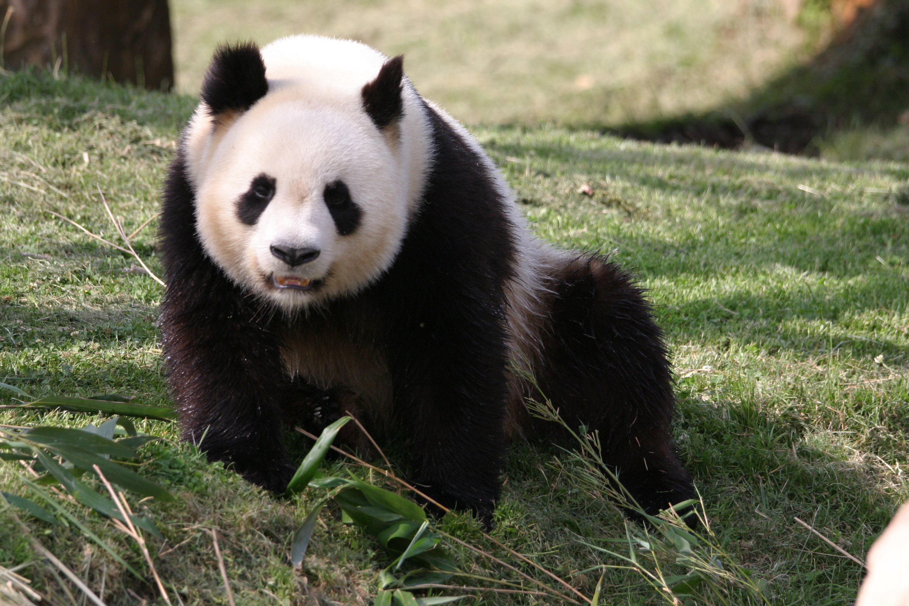 Fonds d'cran Animaux Pandas 